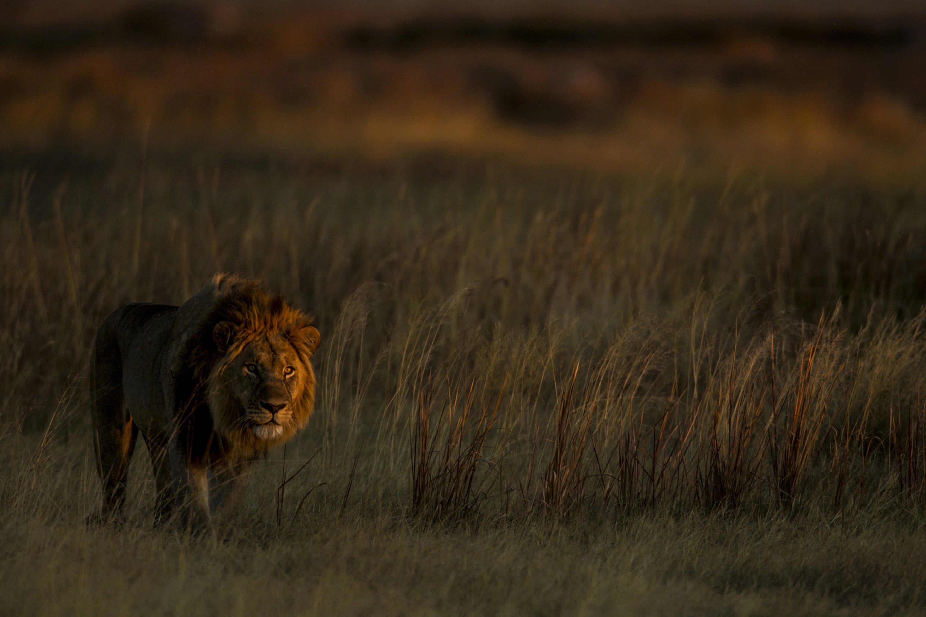 a lion