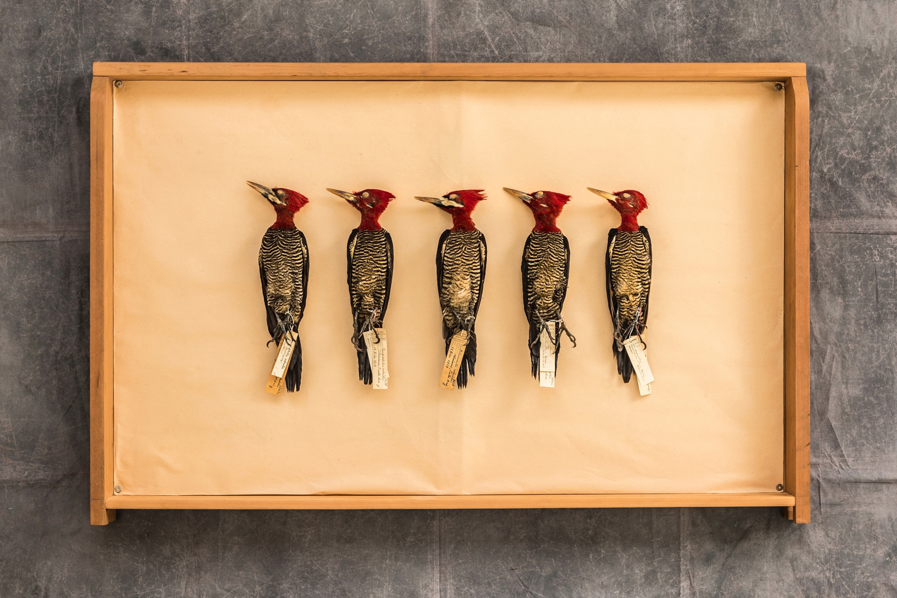 Woodpeckers in a museum case.