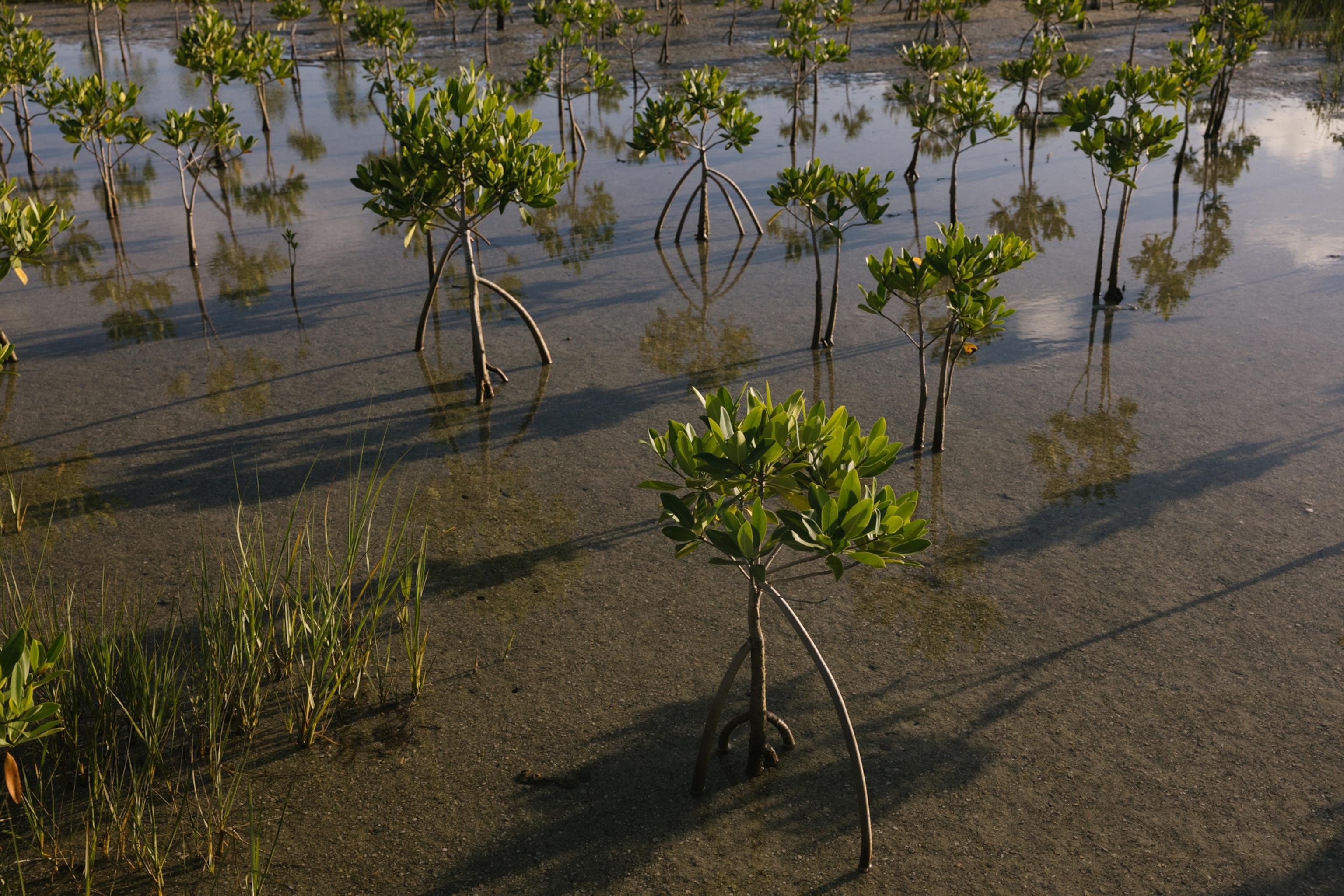 small mangroves growing in shallow brown water
