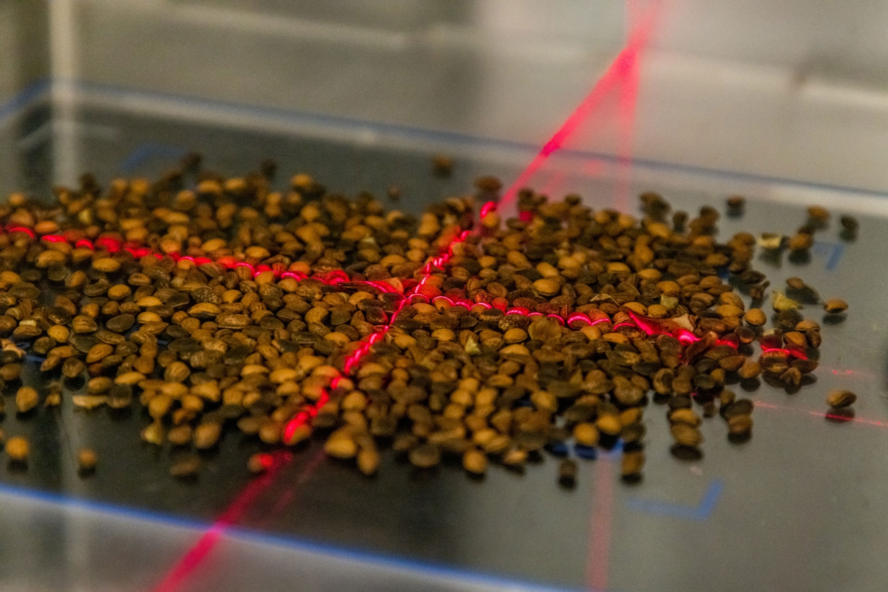 Seeds from conifers under an x-ray.