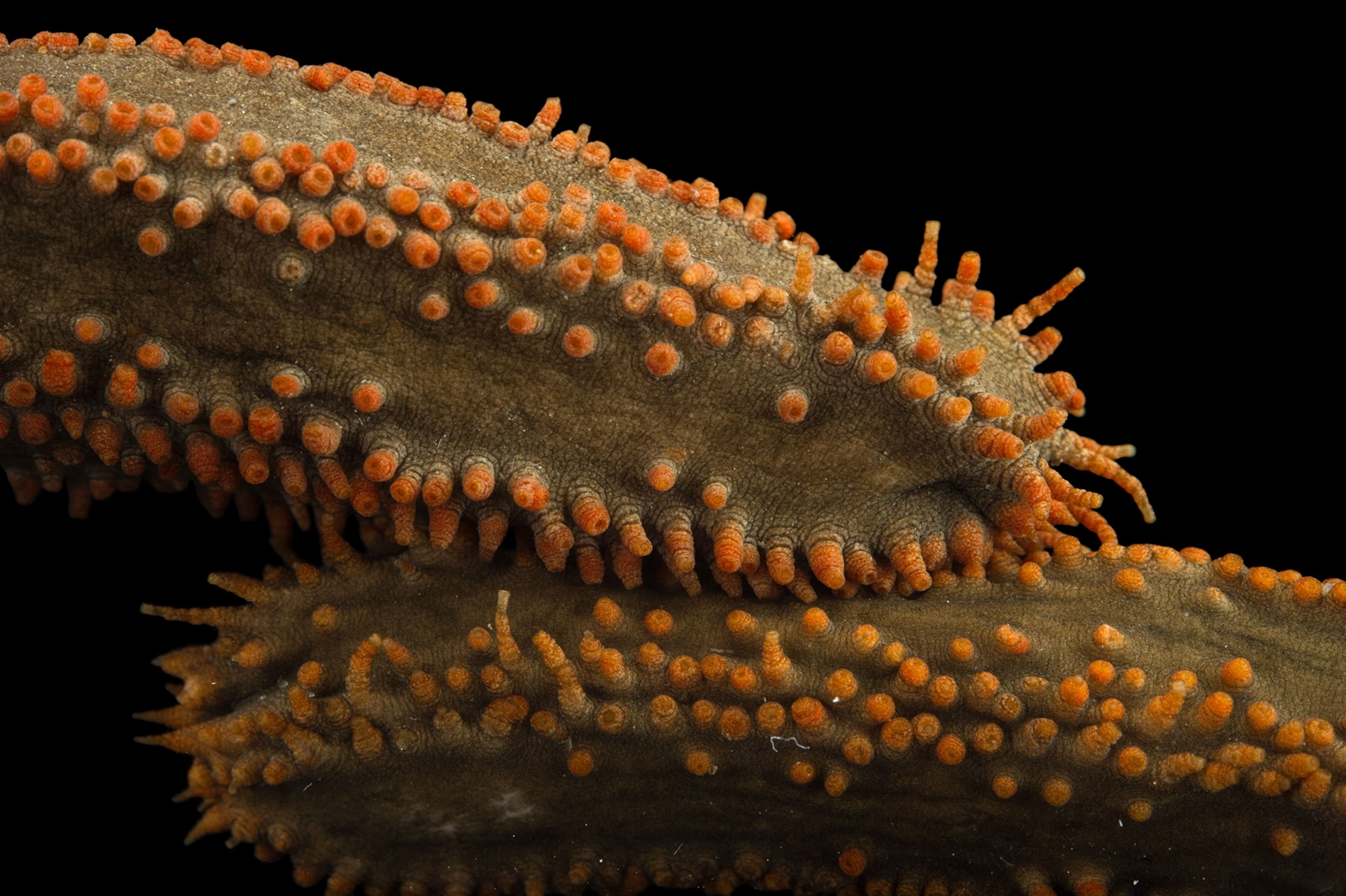 Red footed sea cucumbers (Pentacta pygmaea) at Gulf Specimen Marine Lab and Aquarium