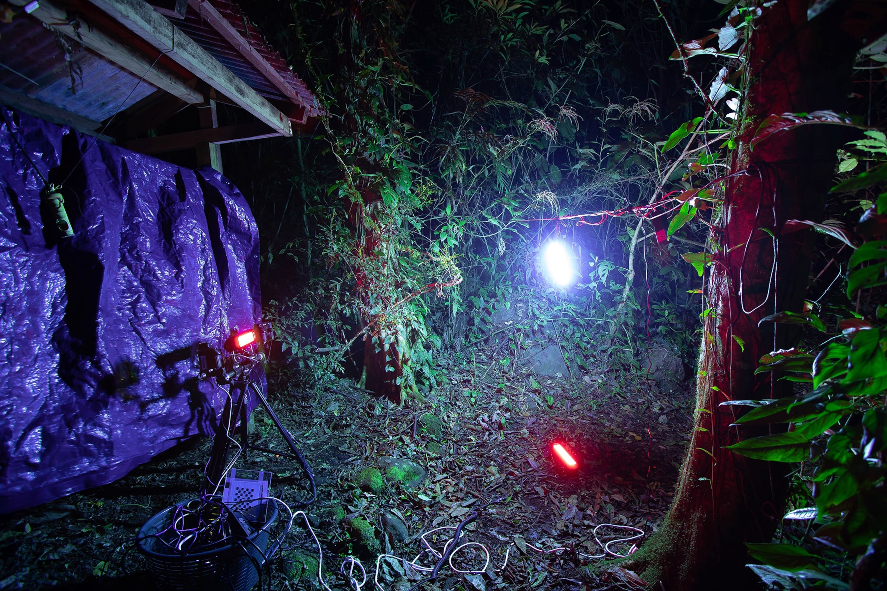 A blue tarp is drapped against a woode, house-like, structure to the left. Near the bottom, a tripod with a bright red light shines toward the right. Another red light glows from the forest floor and a white light glows just above it. The surrounding rainforest with green vines and trees is illuminated by the light.