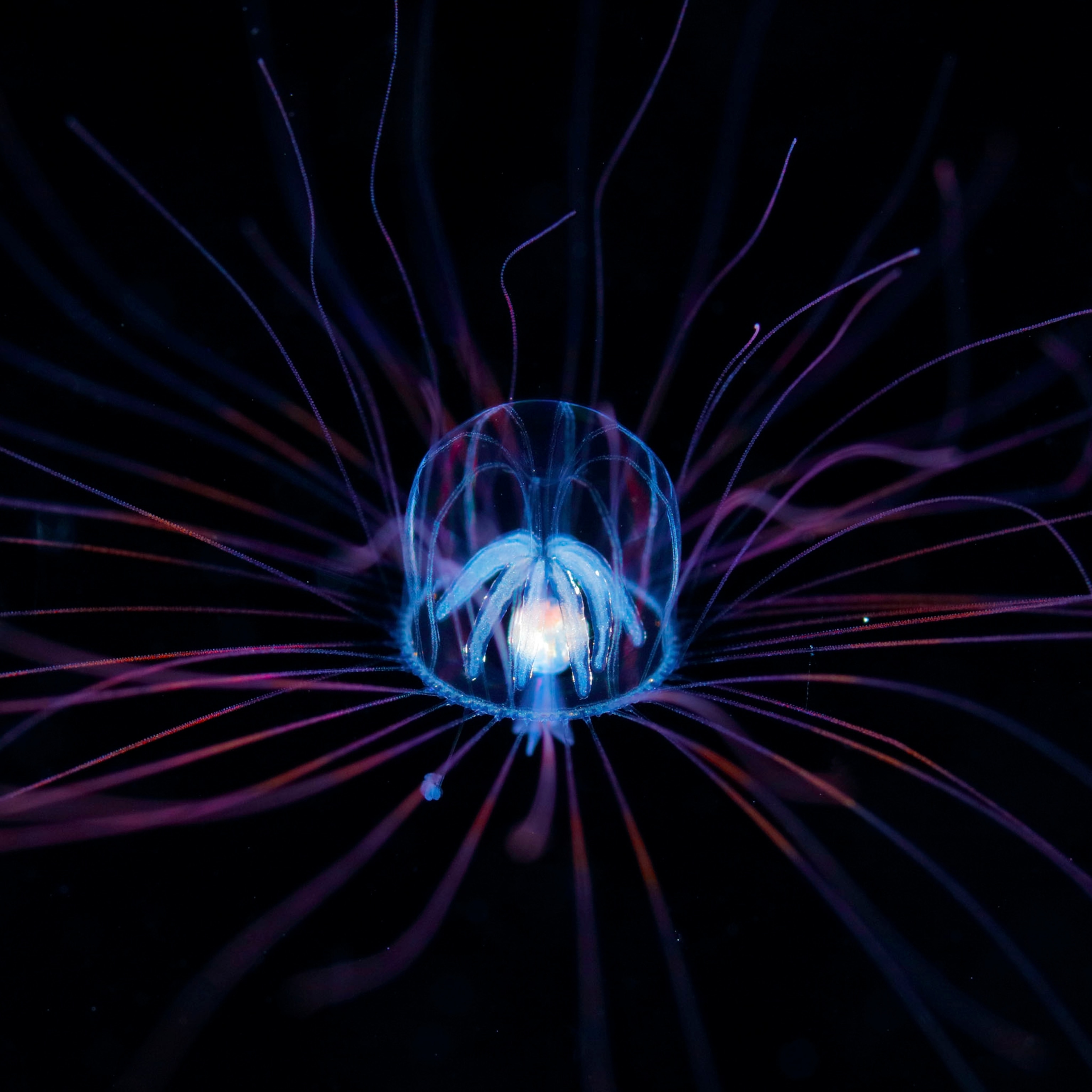 fish larva