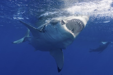 a great white shark