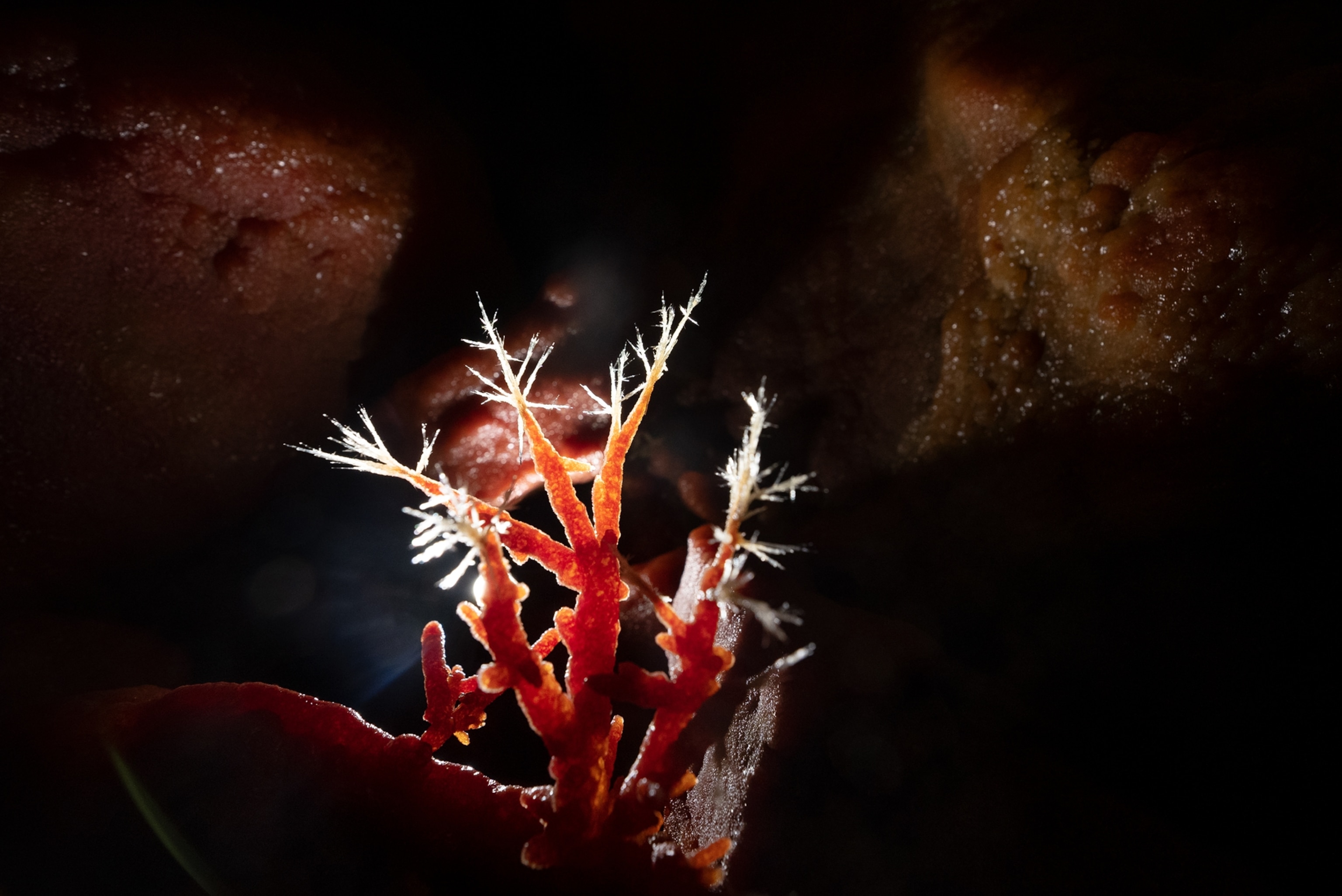 Picture of sparkling aragonite bushes covered by red calcite.