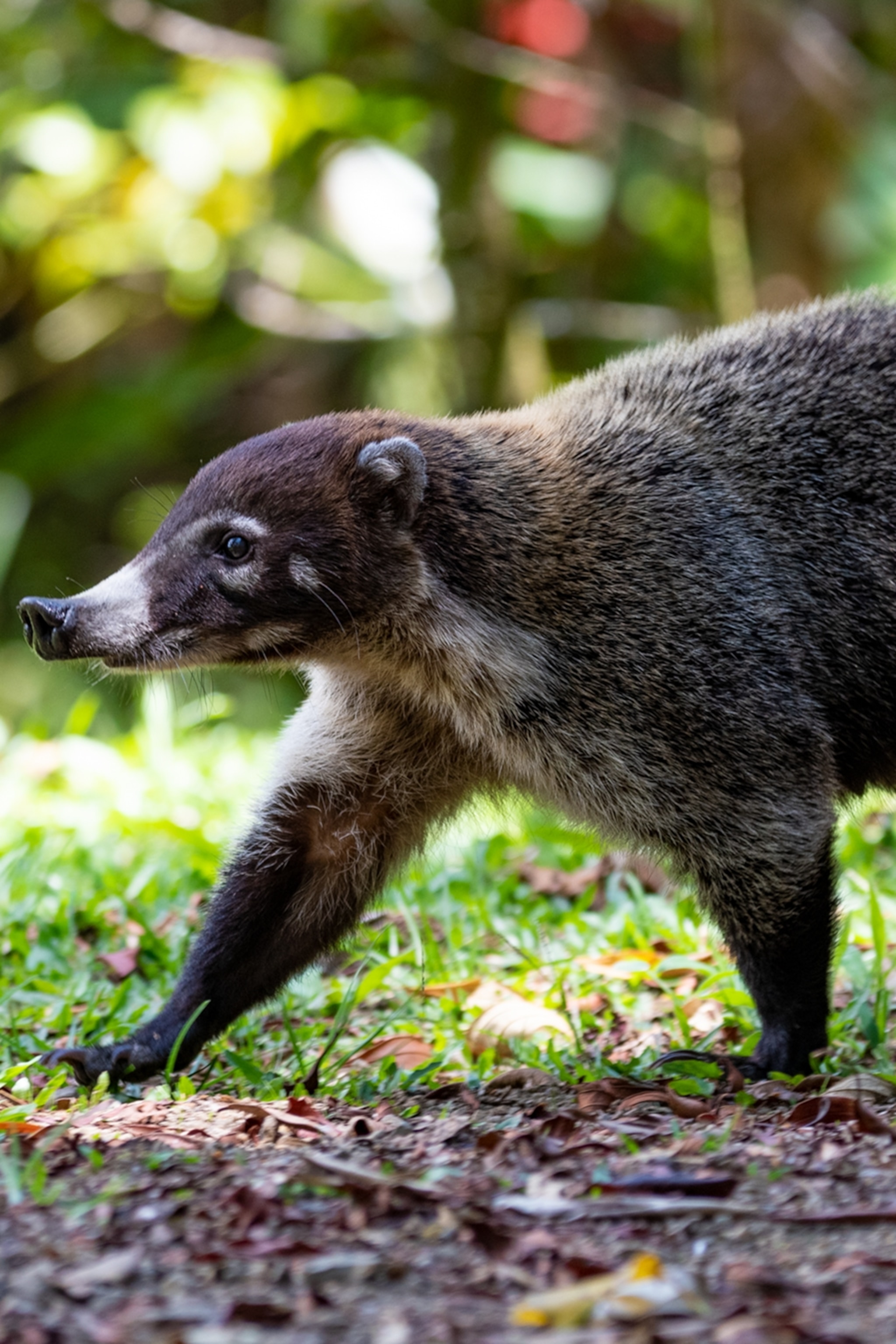 A white-nosed coati walking through the grass at Koora Hotel in Monteverde, Costa Rica.
