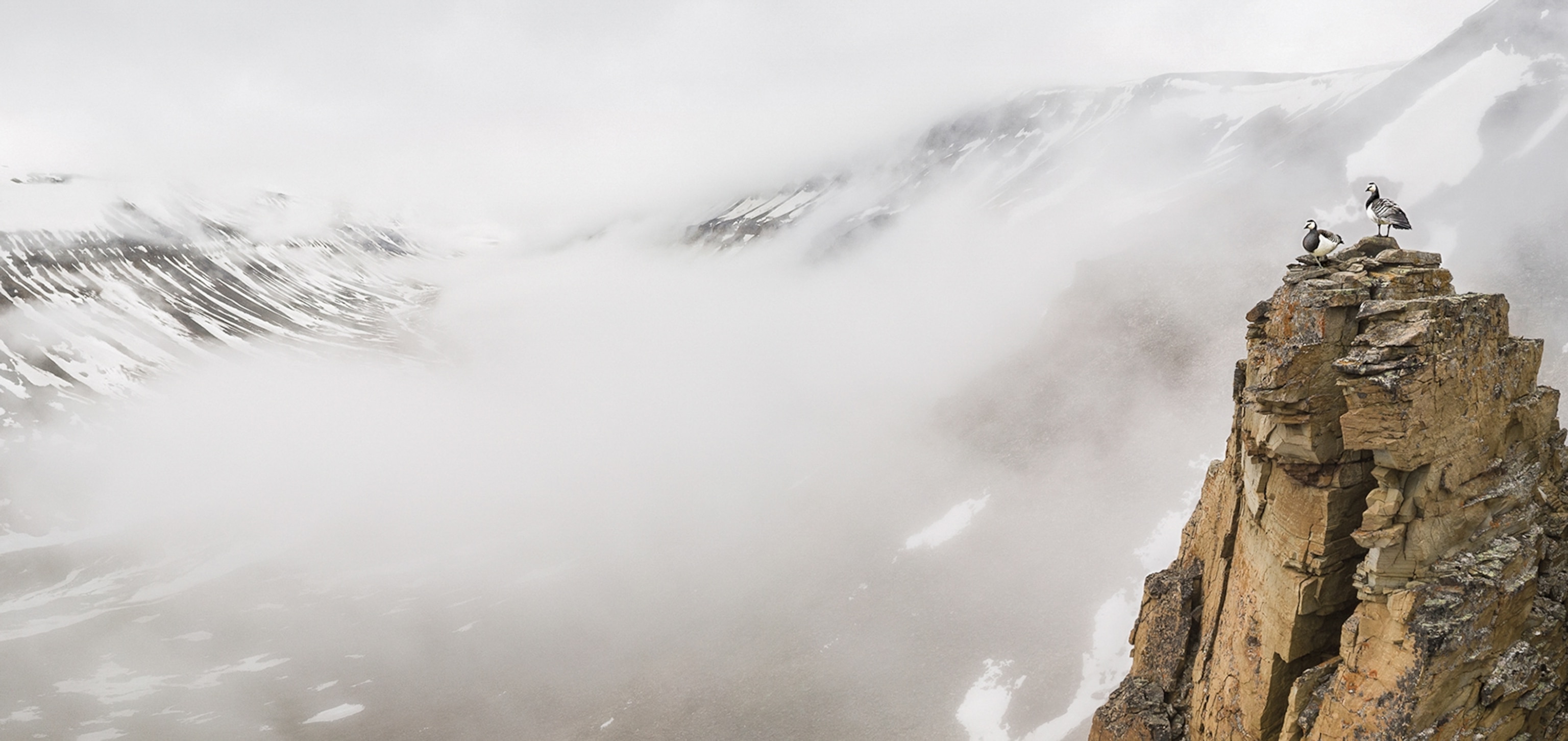 Picture of pair of geese on high cliffs above fog or clouds.