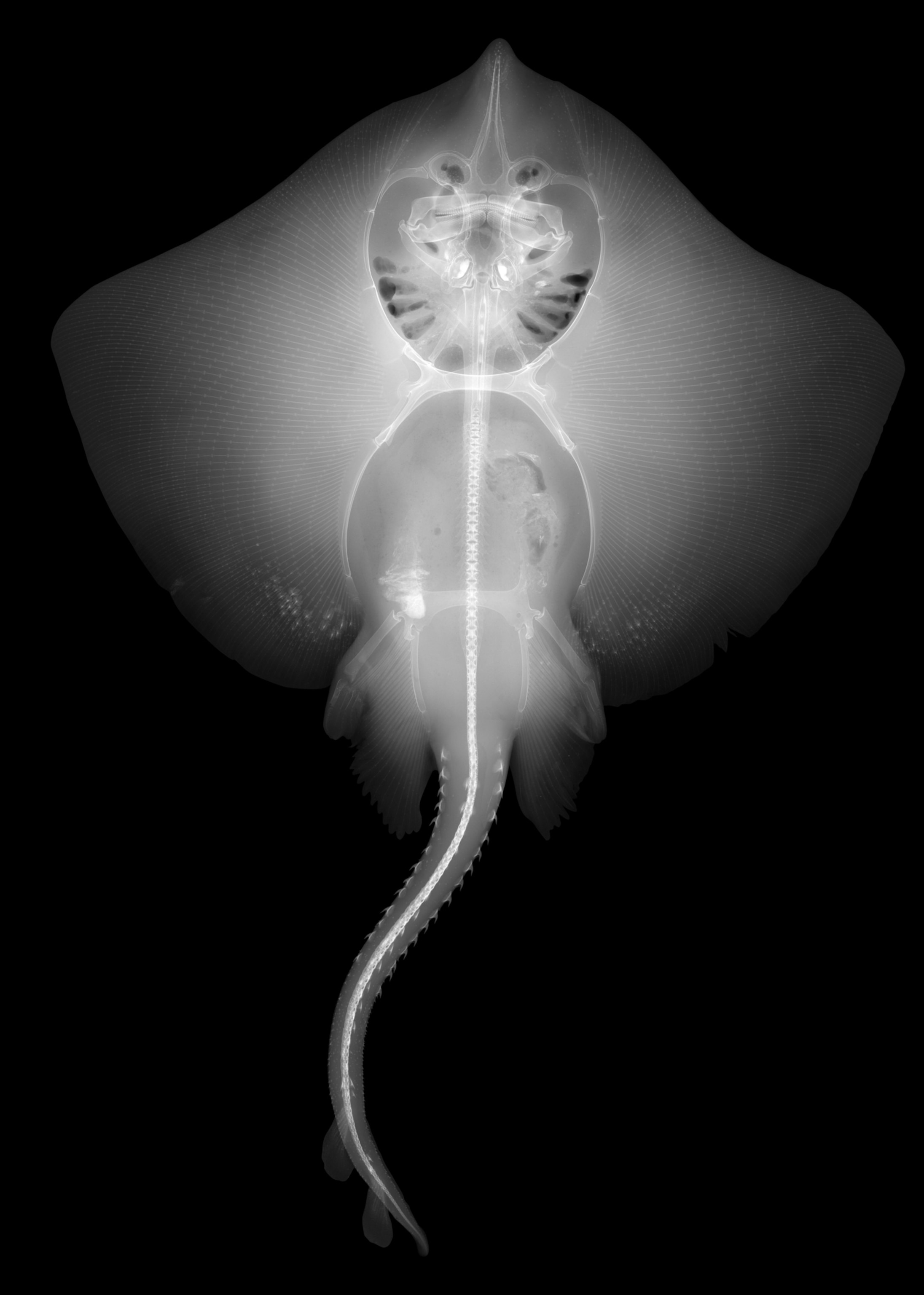Picture of an xray of a ray against a black background