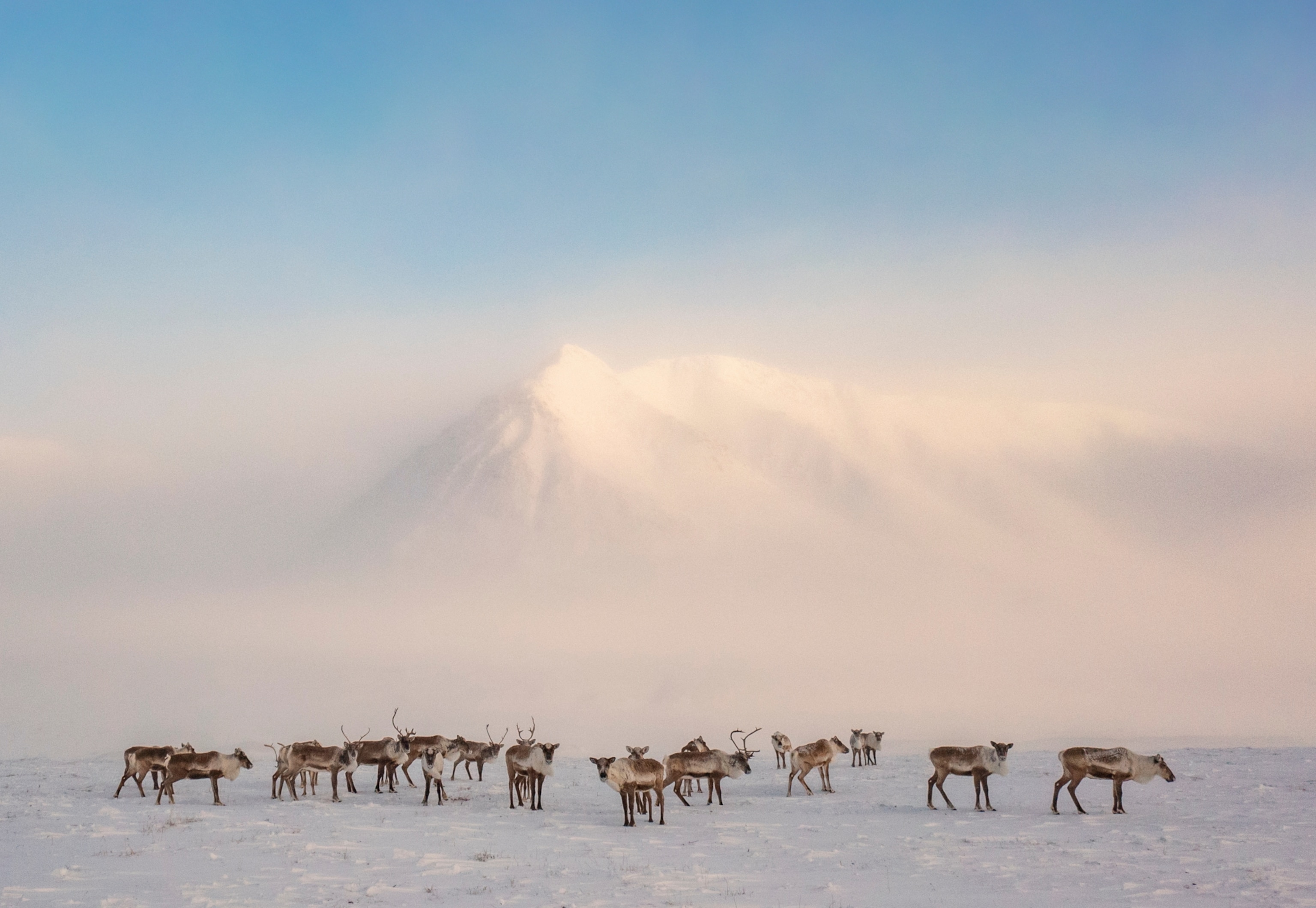 A herd of caribou standing in a snow field with an illuminated mountain in the background.