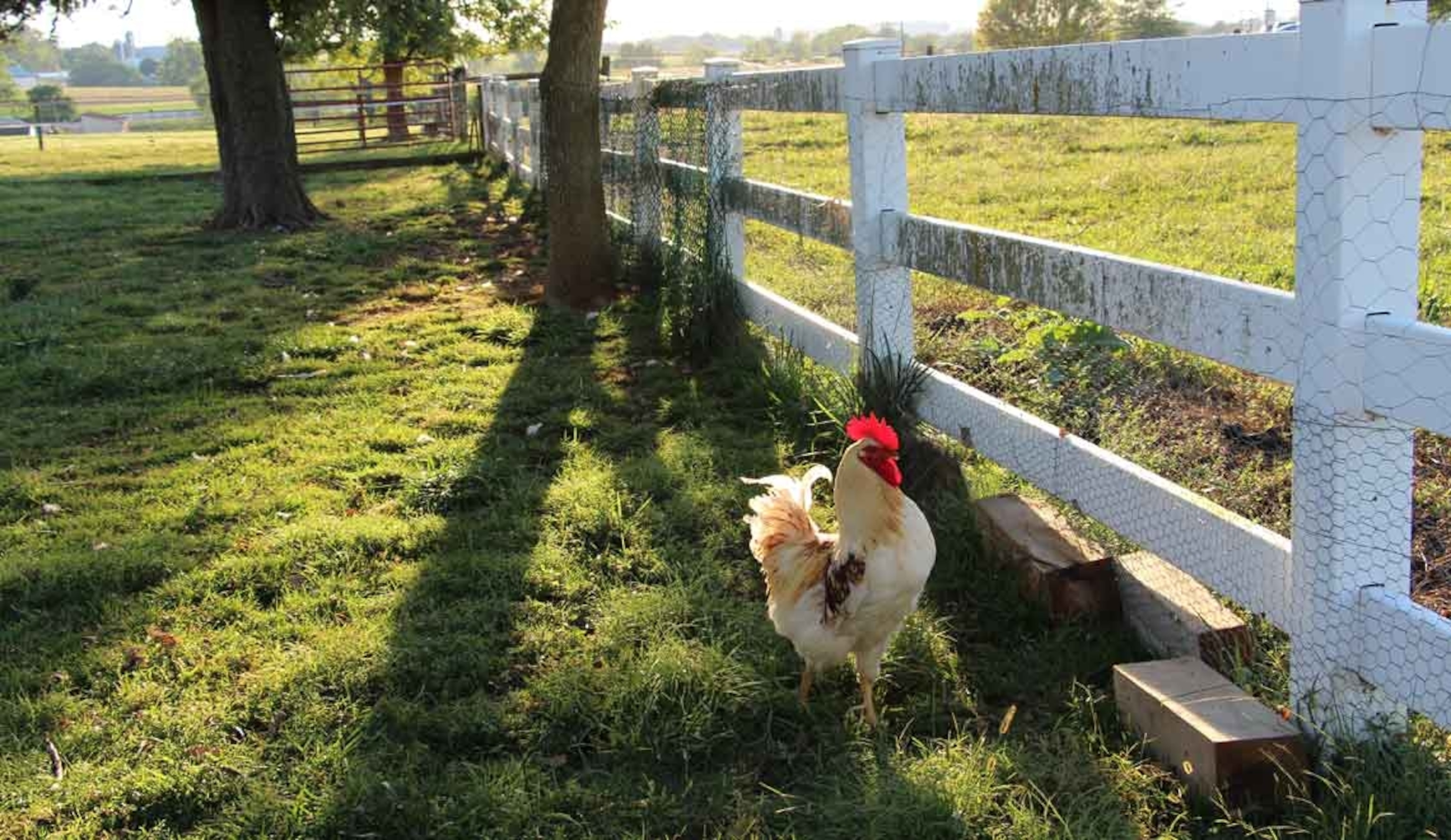 A chicken in a fenced green area at Amish Homestay Bed & Breakfast