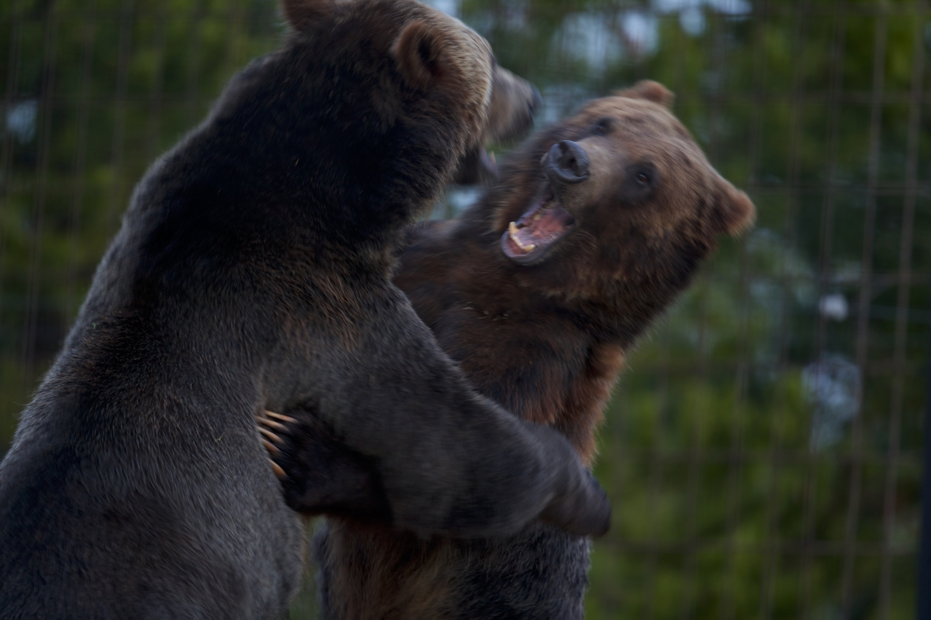 two grizzly bears fighting