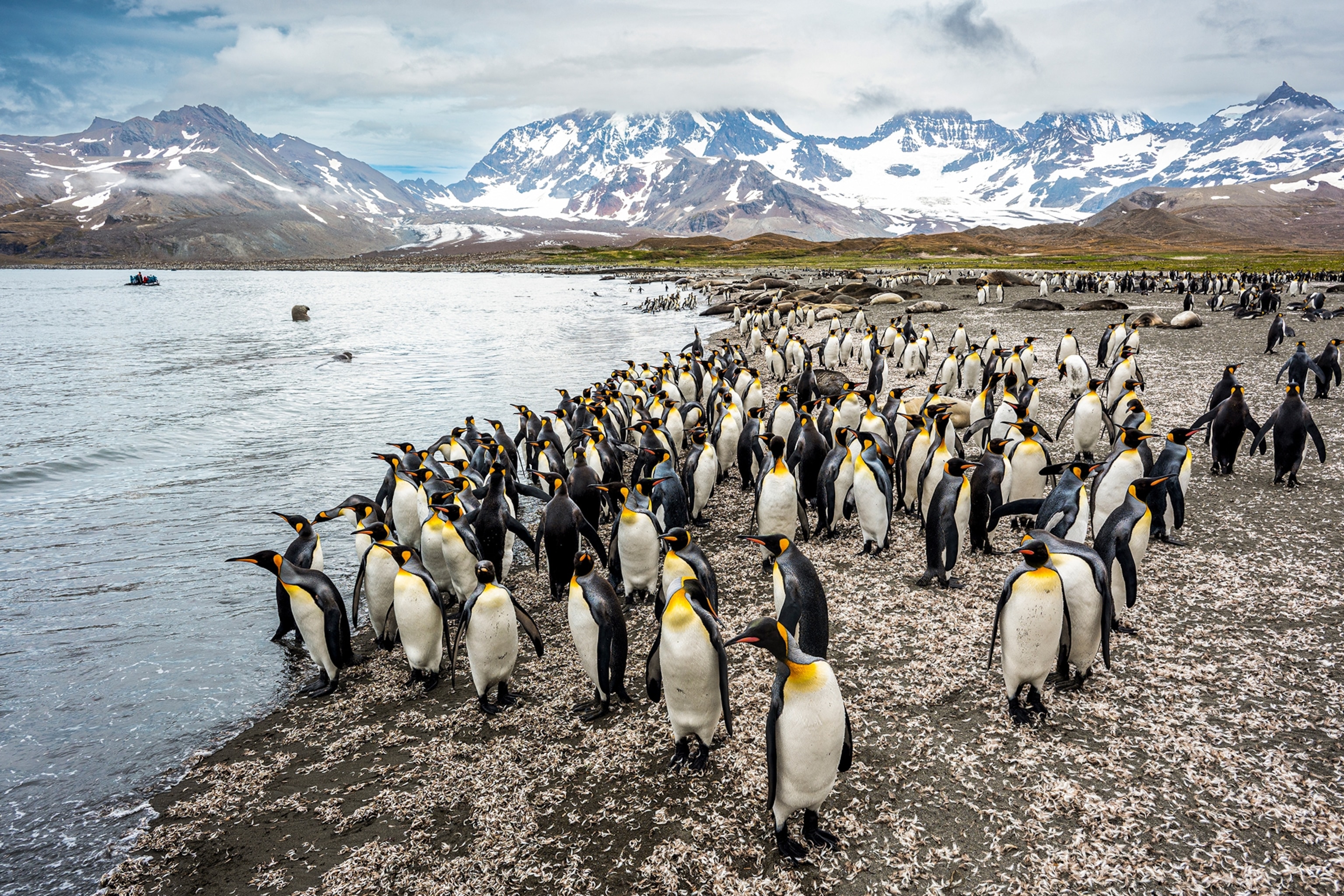 A group of penguins gathered on a rocky plateau with snowy mountains in the background