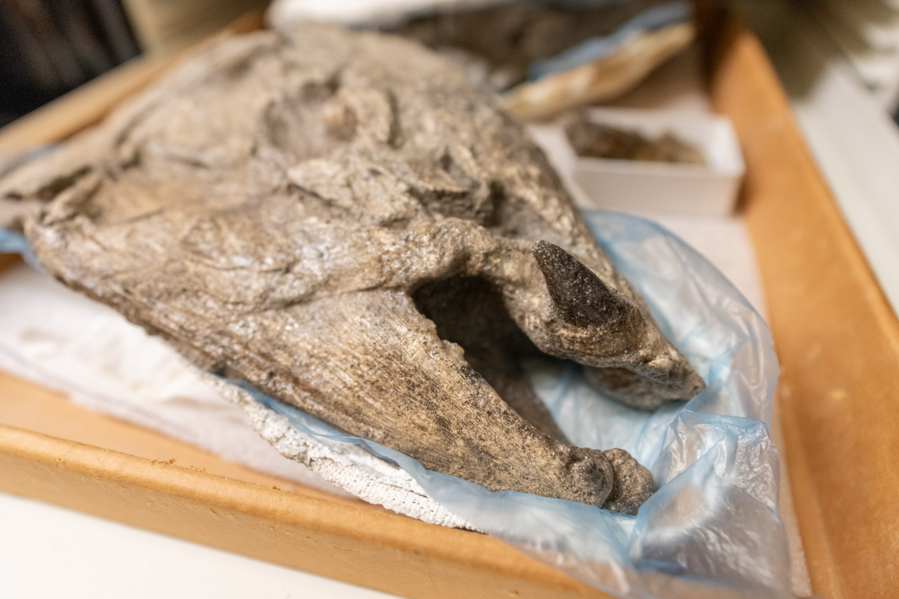 A close up of the a salmon fossil the spiked tooth is darker then the rest of the fossil.