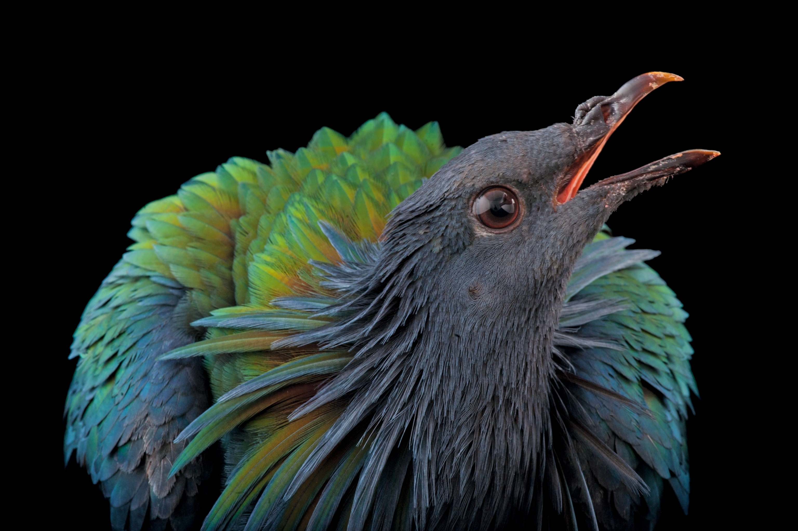 a Nicobar pigeon