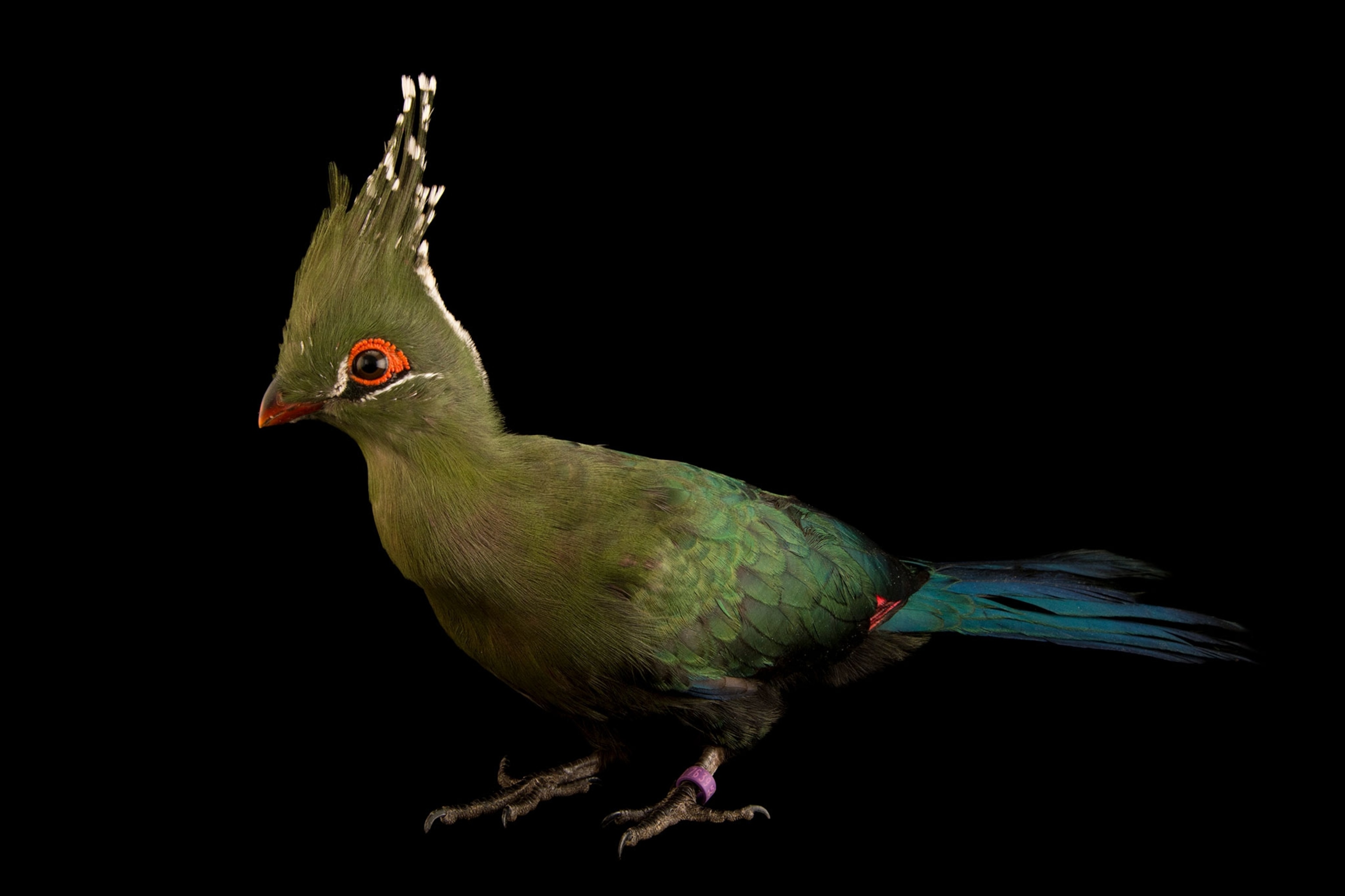 a Schalow's turaco