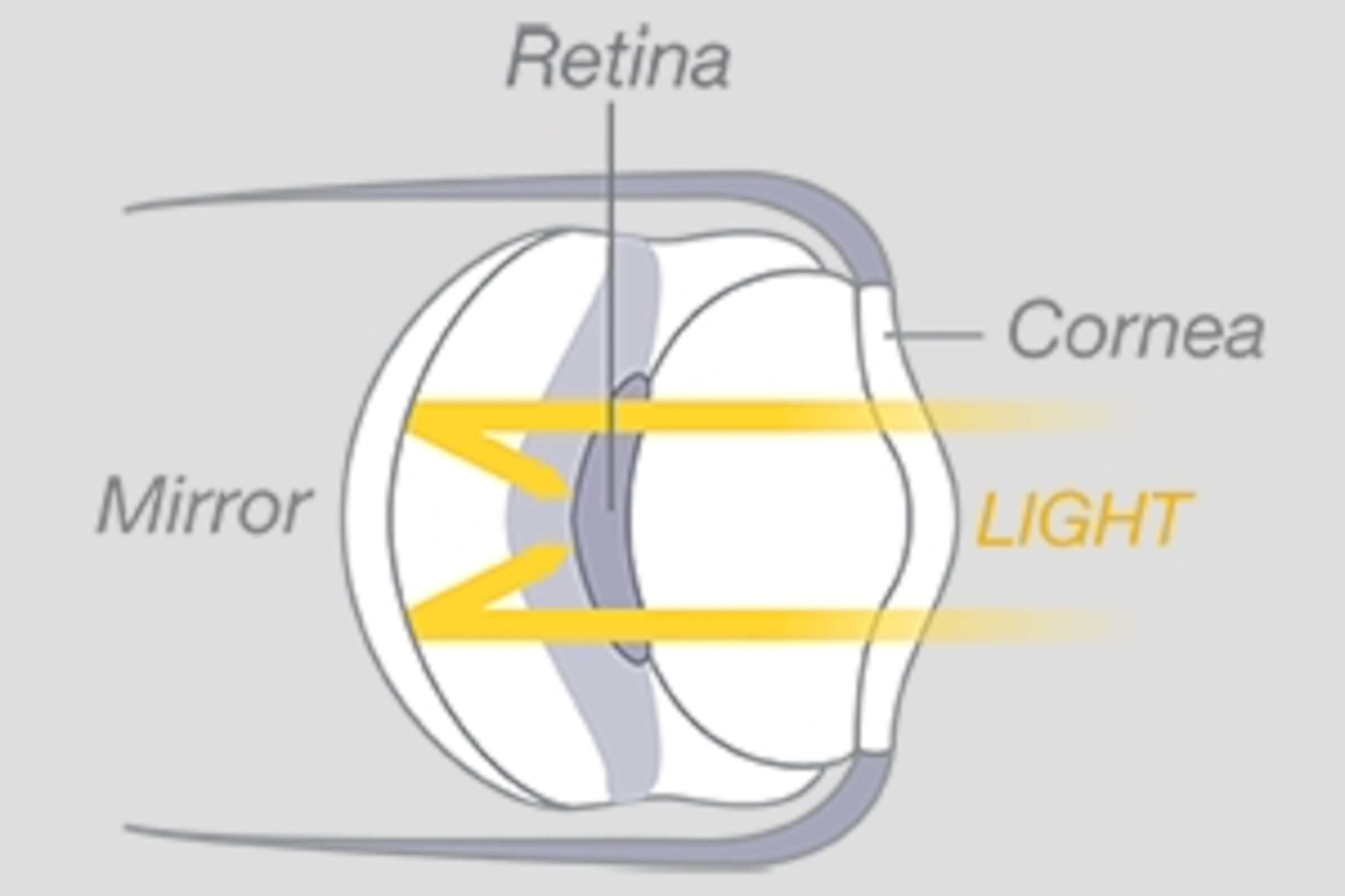 Graphic detailing the structure of a bay scallop's eye