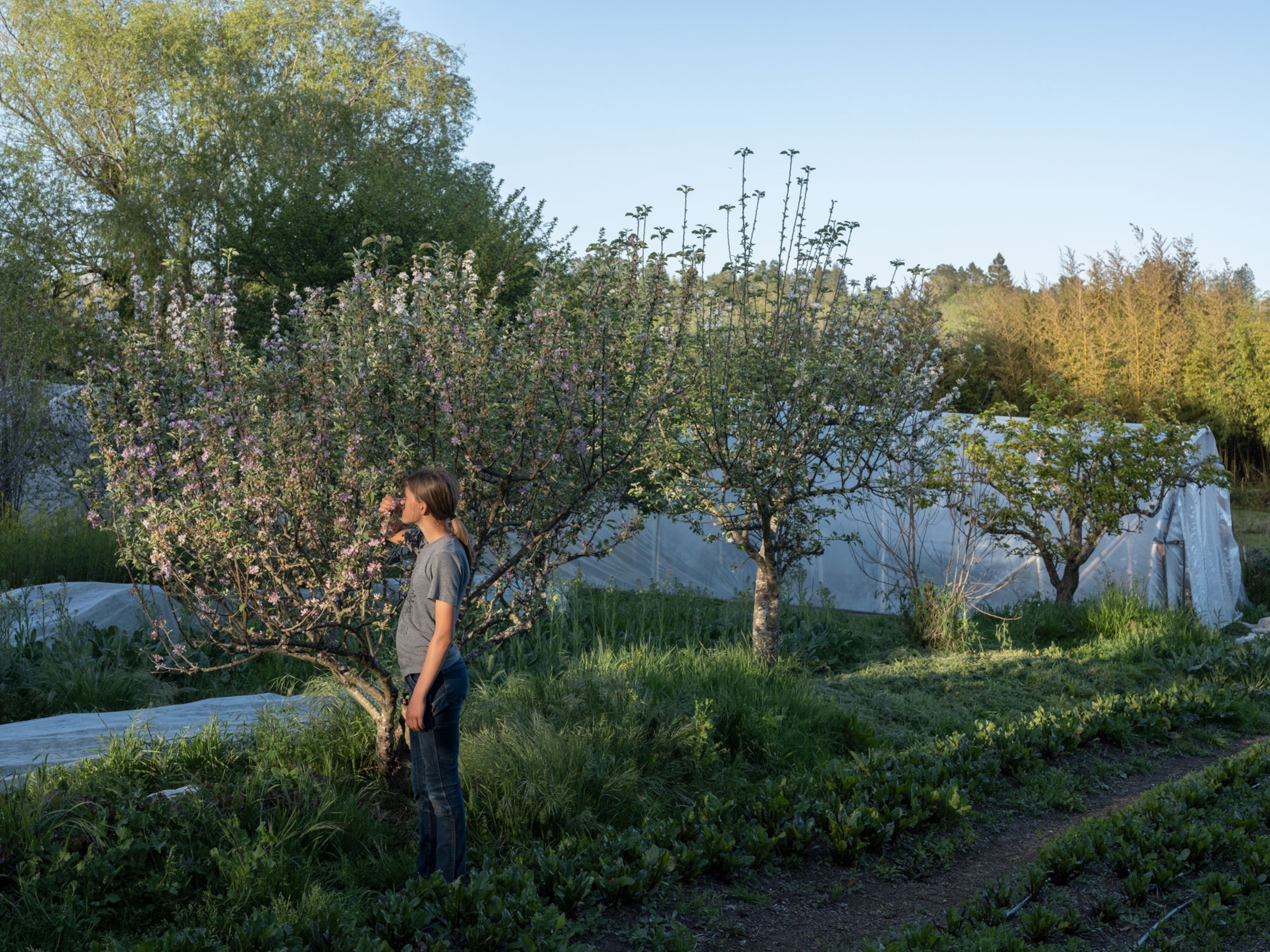 Girl smells apple blossoms.