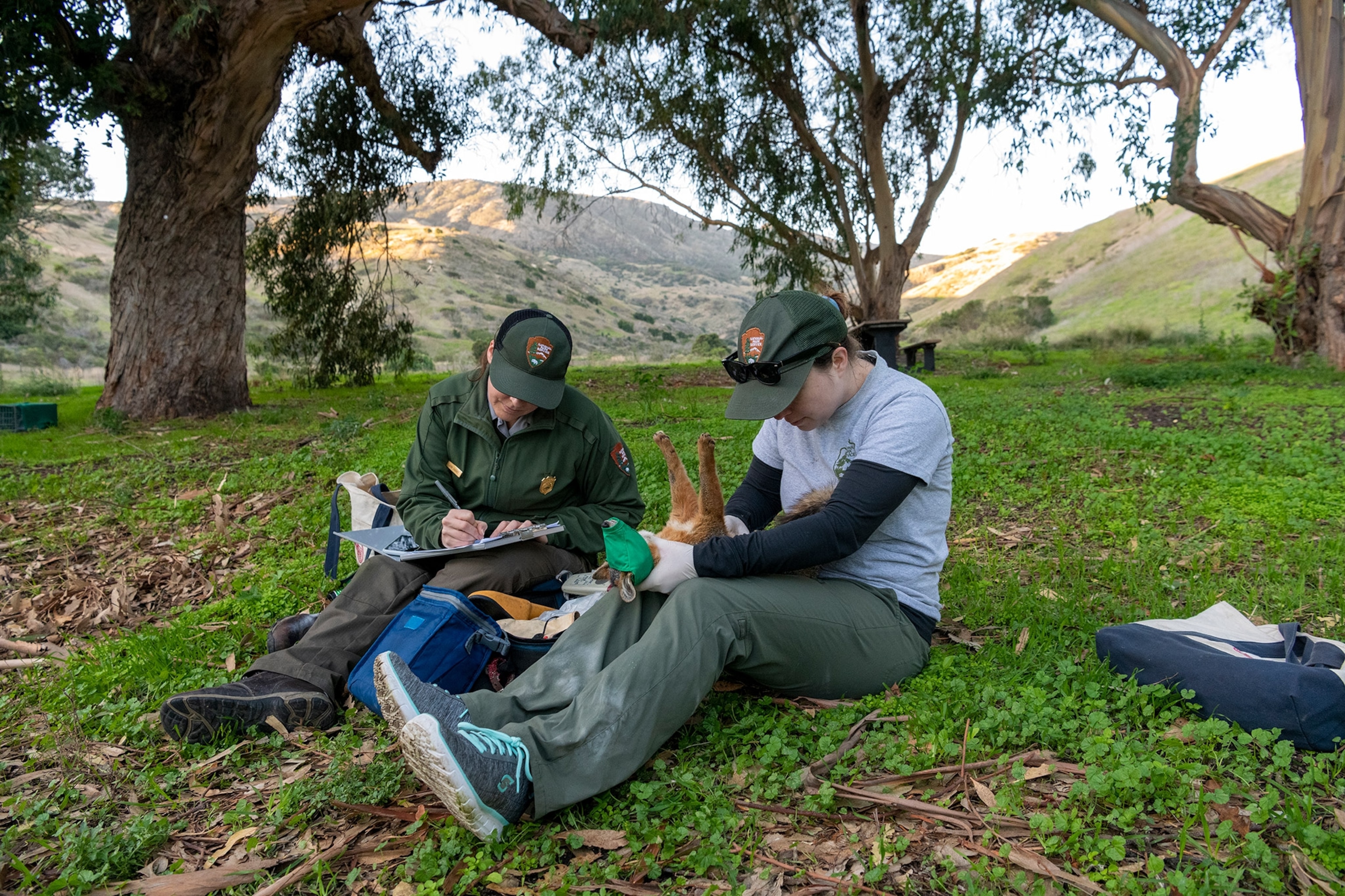Biologists with the National Parks Service examine an island fox for ticks.