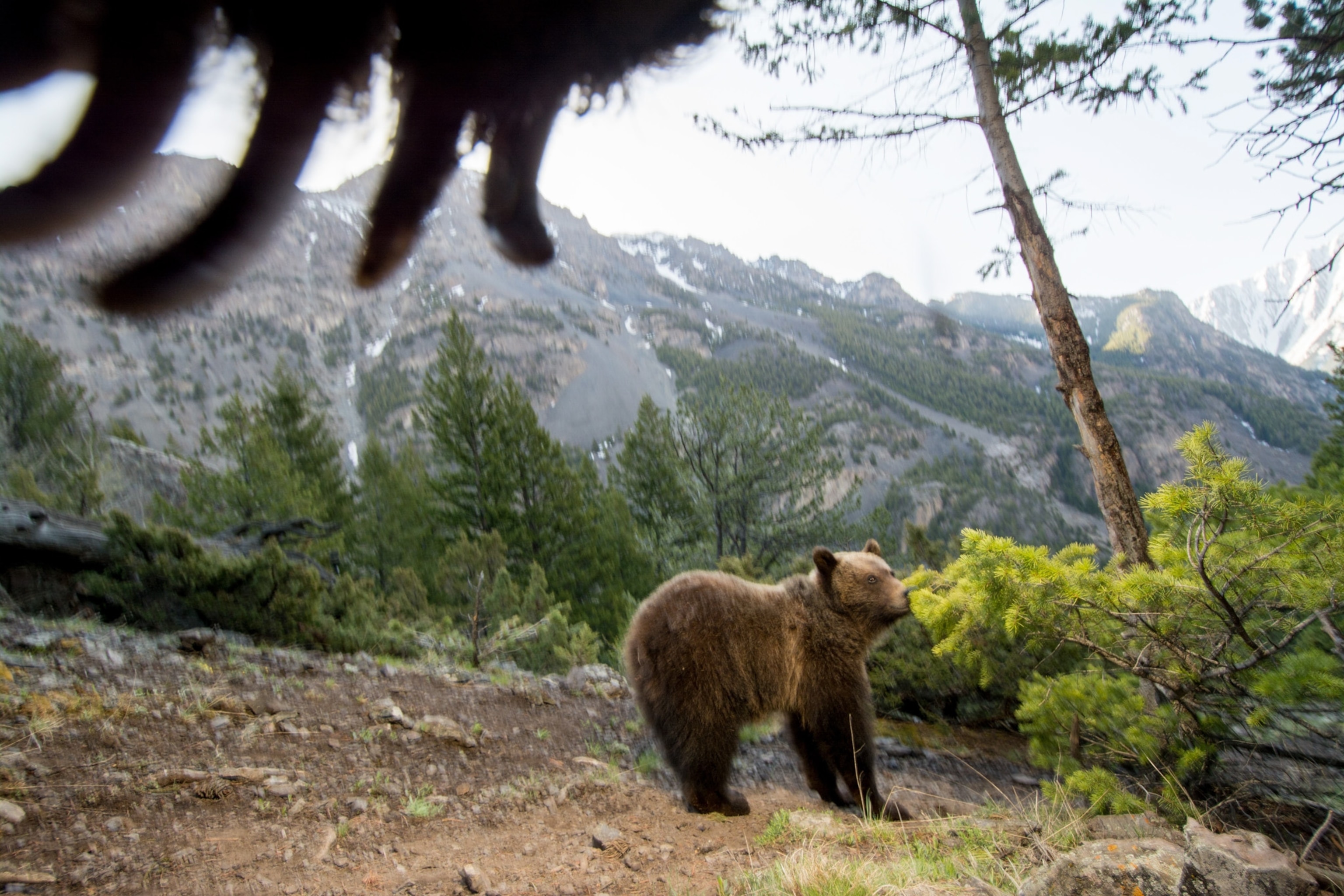 A remote camera captures a grizzly bear in Wyoming.