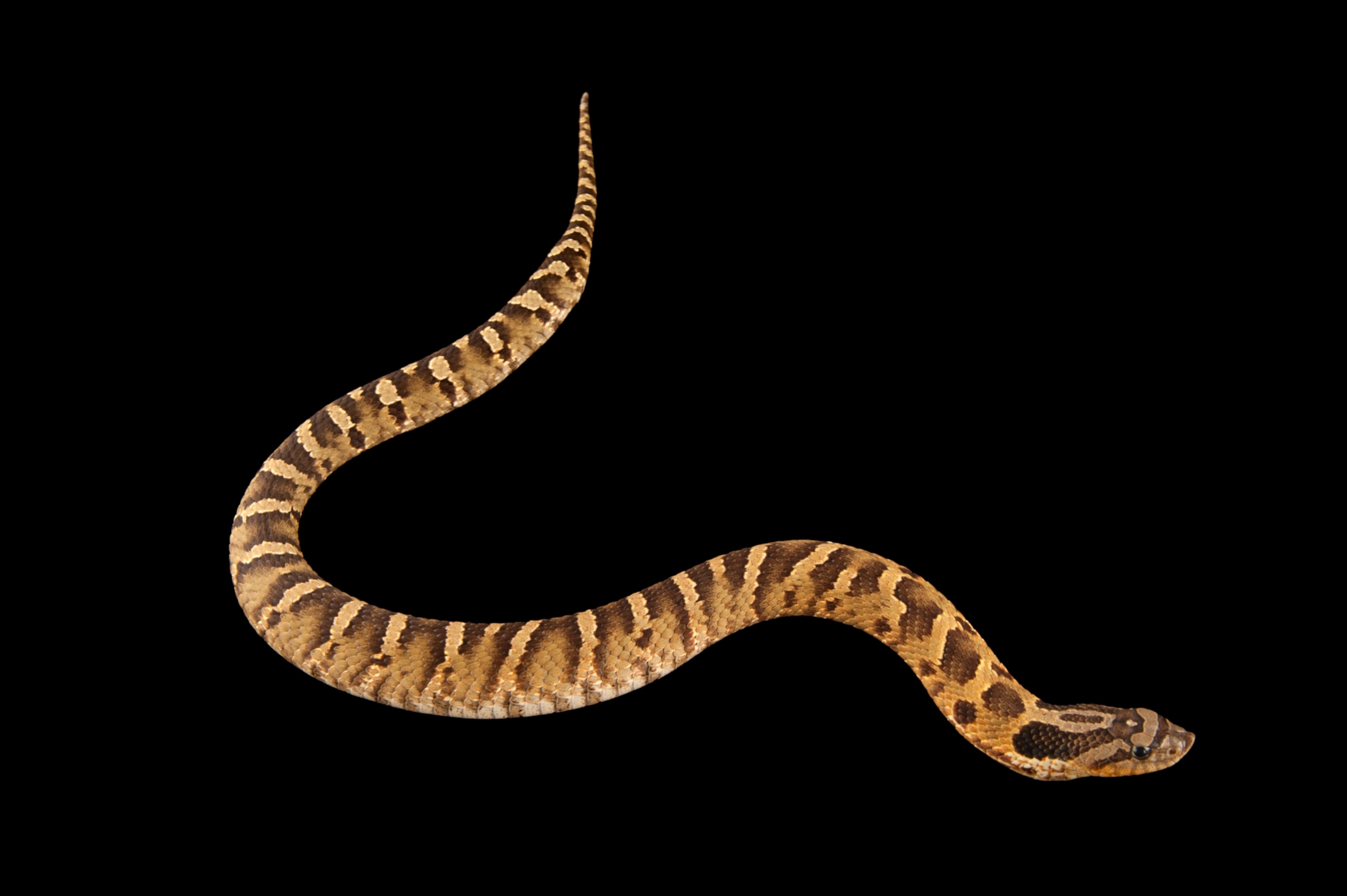 An eastern hognose snake