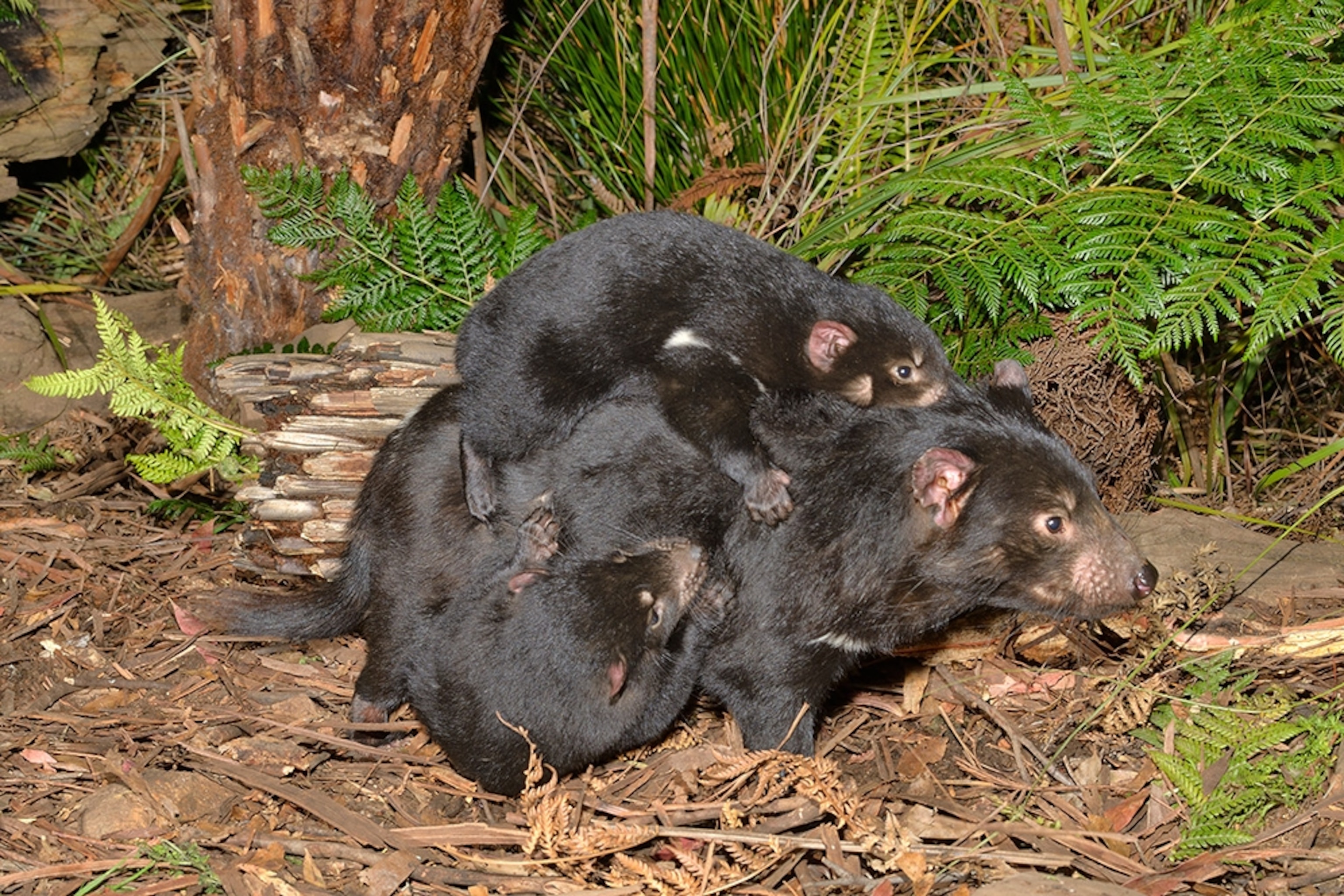a Tasmanian devil female carrying cubs