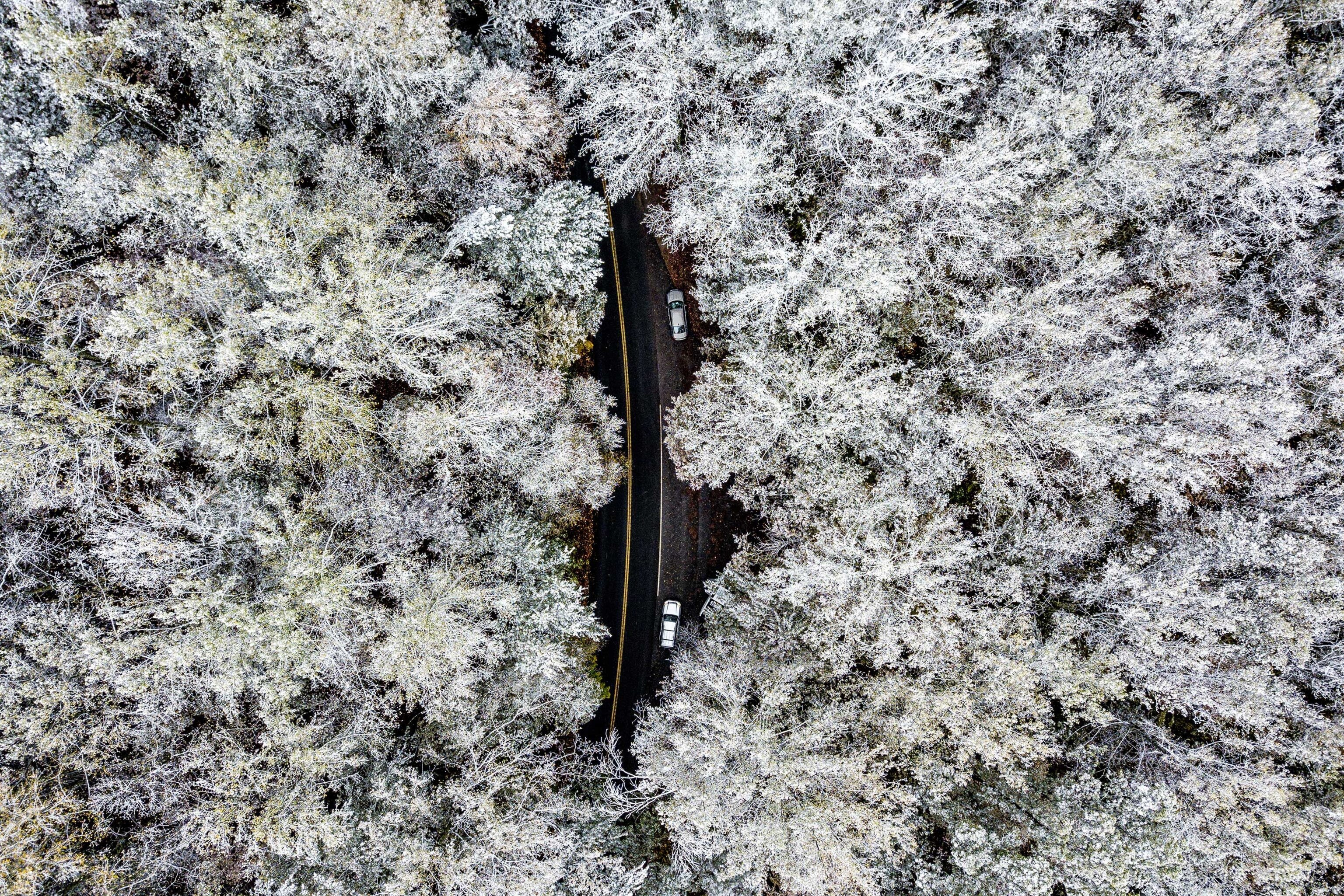 frost-covered trees