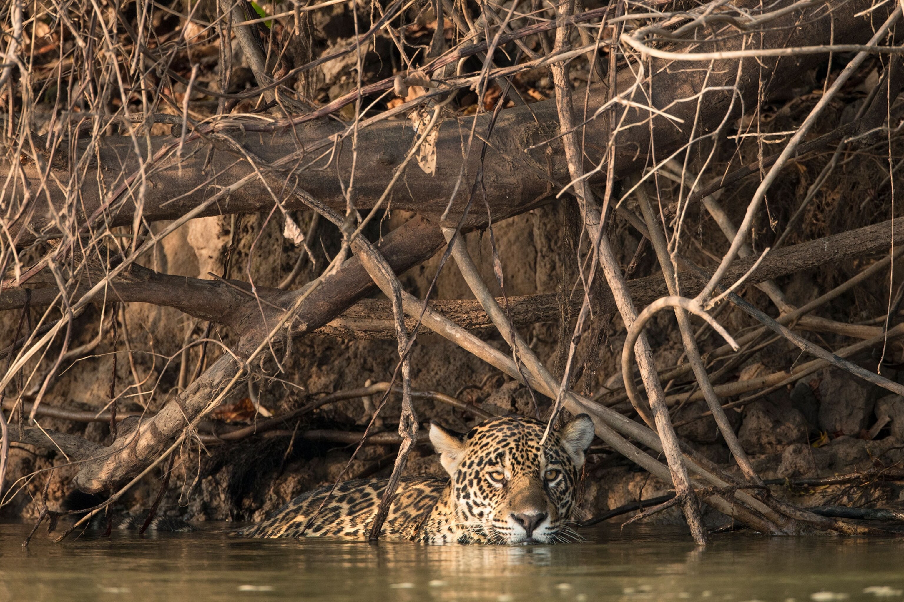 a jaguar