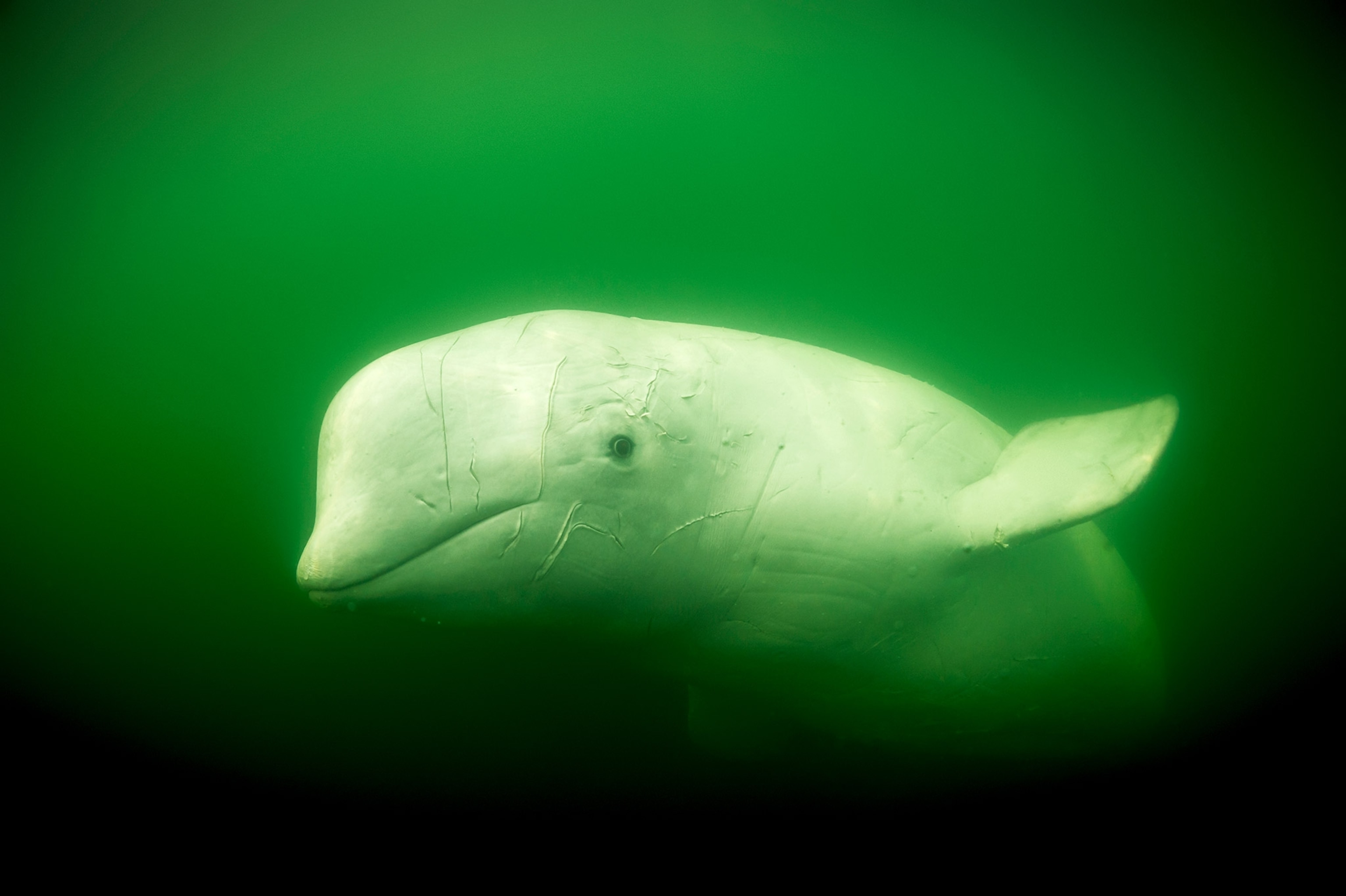 a Beluga Whale