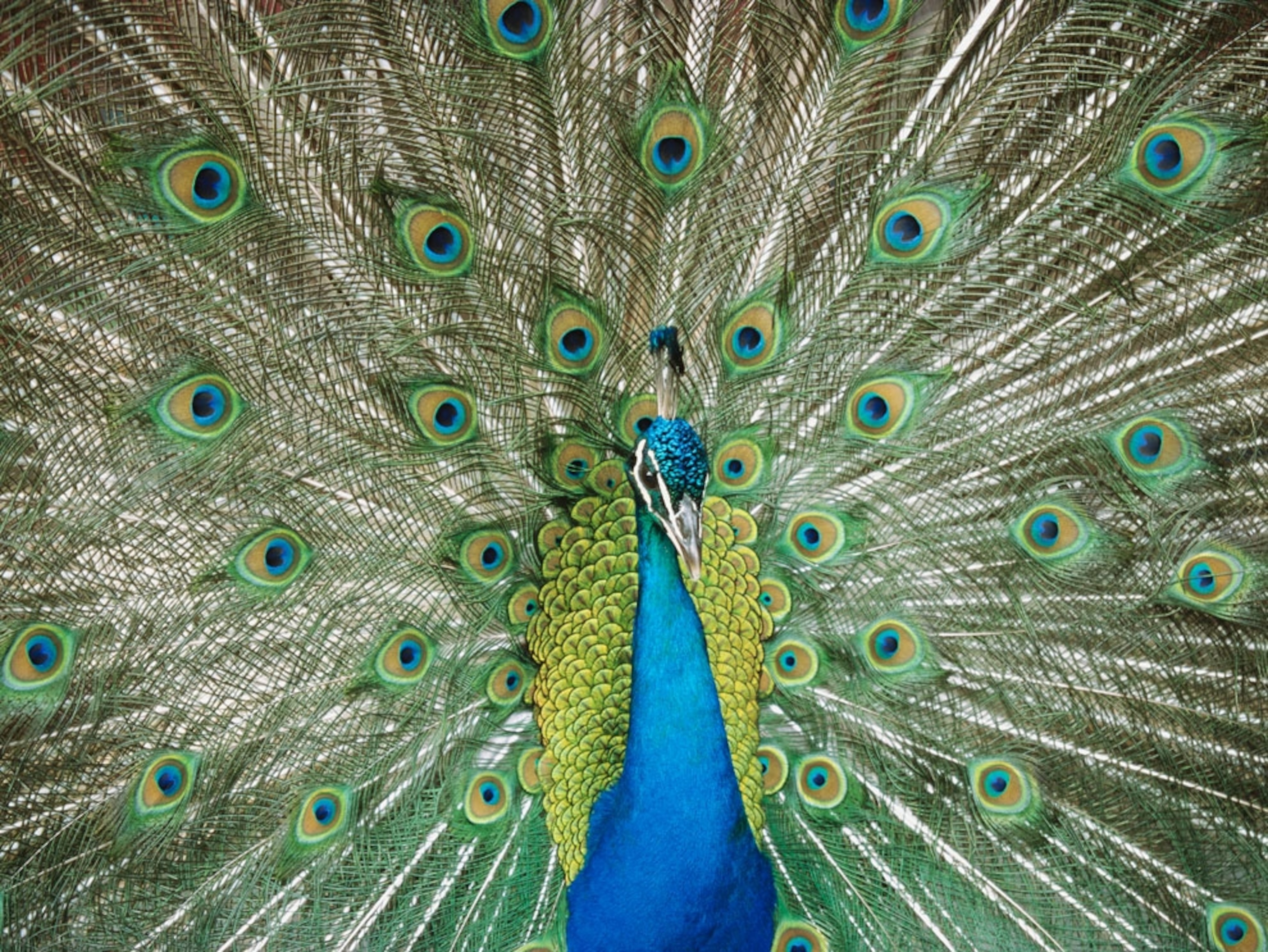 A male peacock displays elaborate plumage