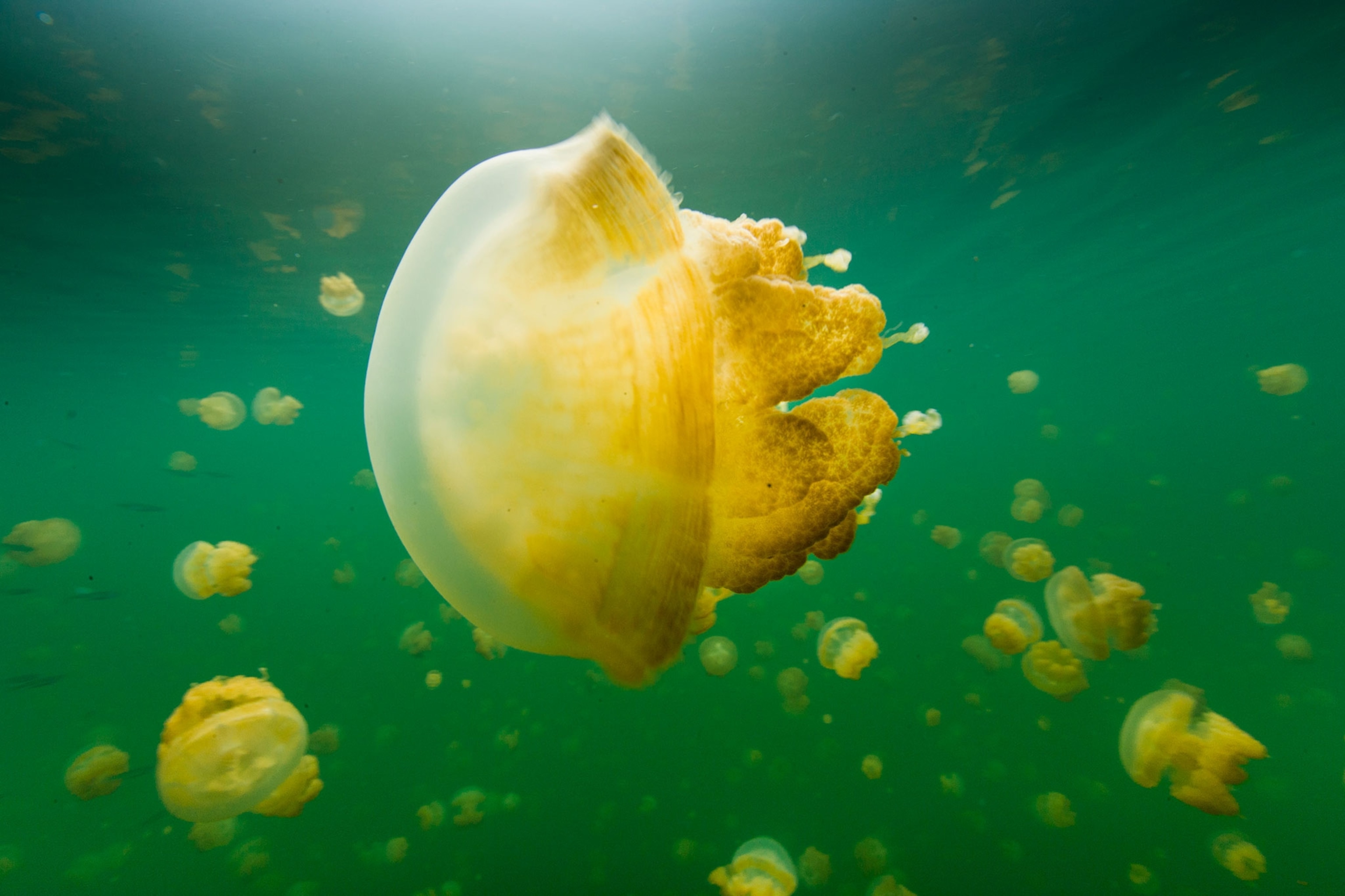 golden jellyfish floating in a lake in Palau