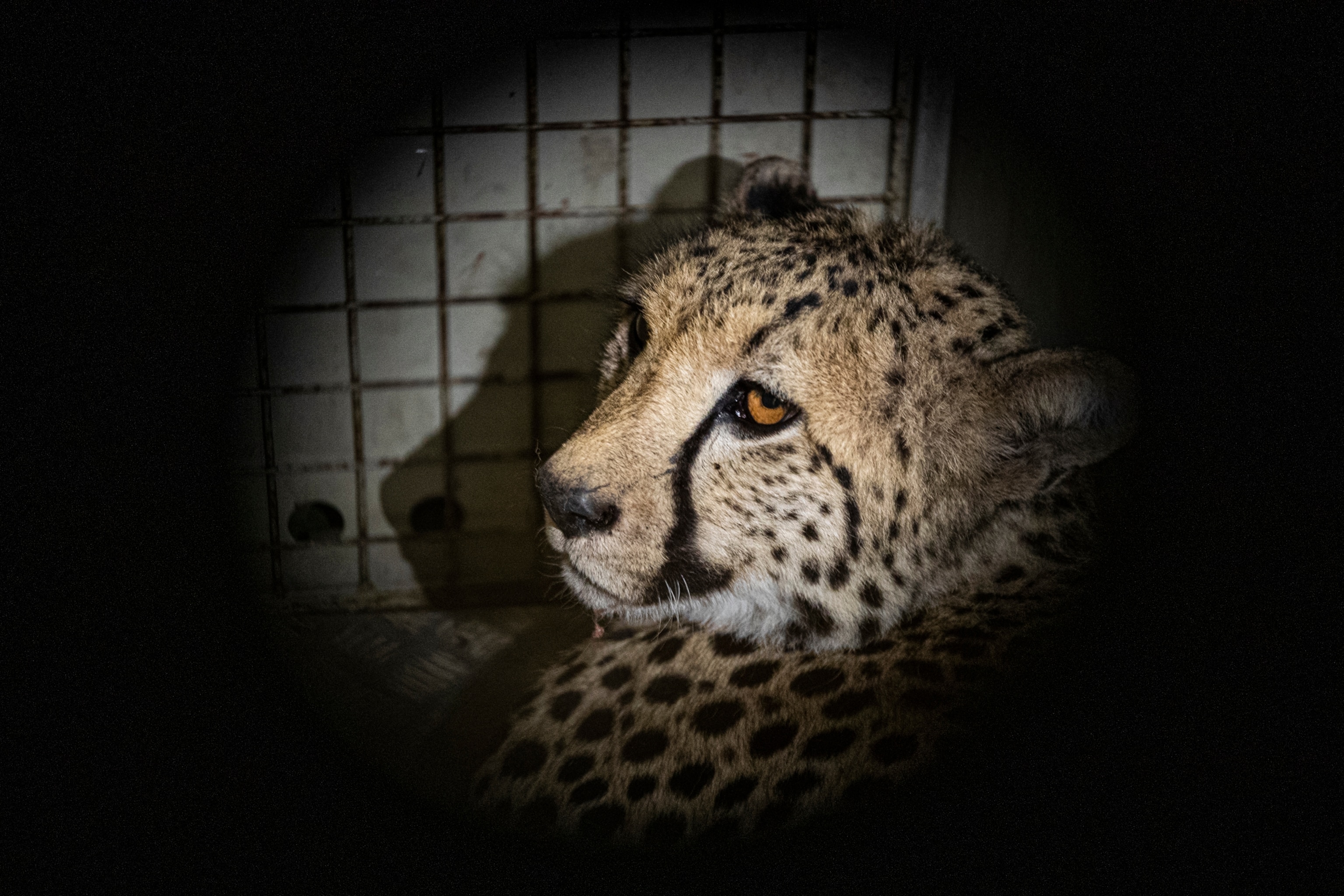 captured Cheetah South Africa
