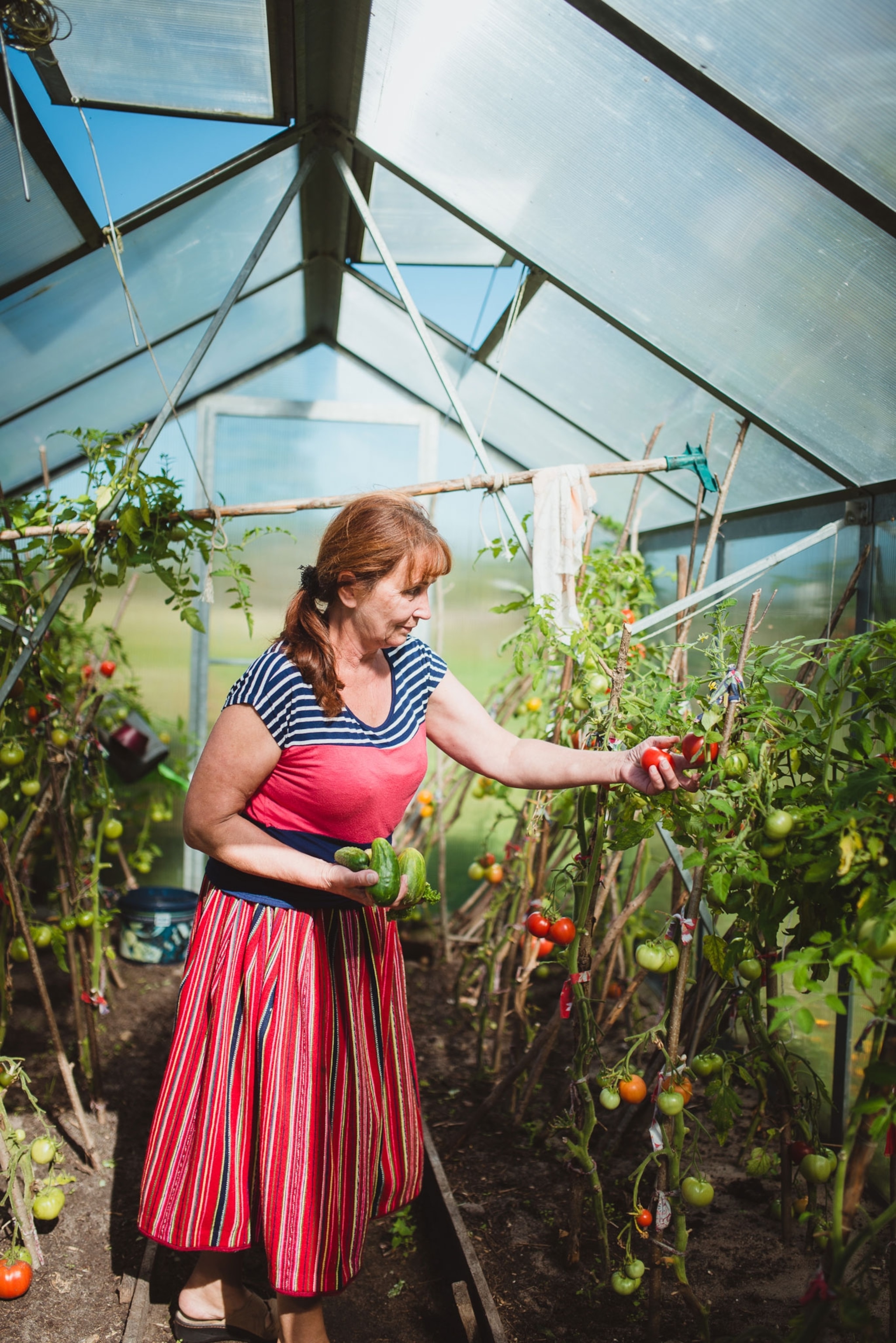 a woman harvesting tomatoes