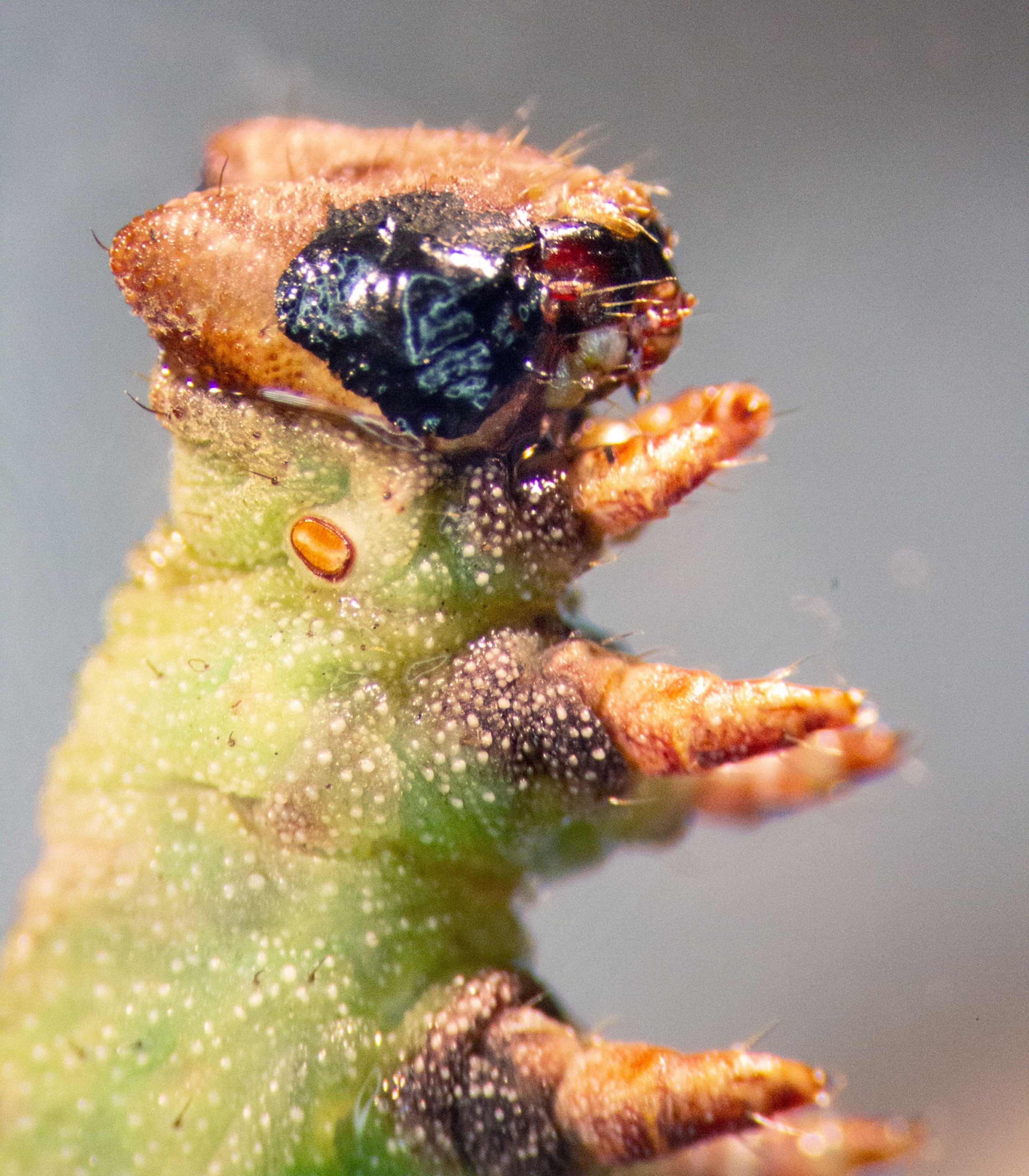caterpillar with black paint spot.