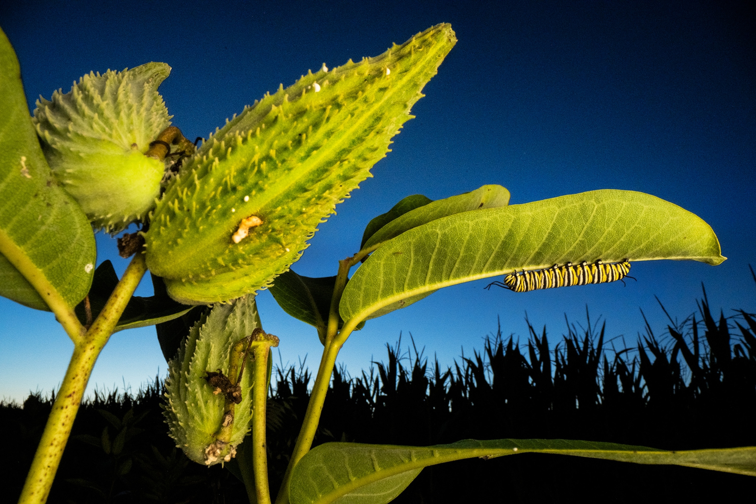 A caterpillar on a leaf under a dark blue sky.
