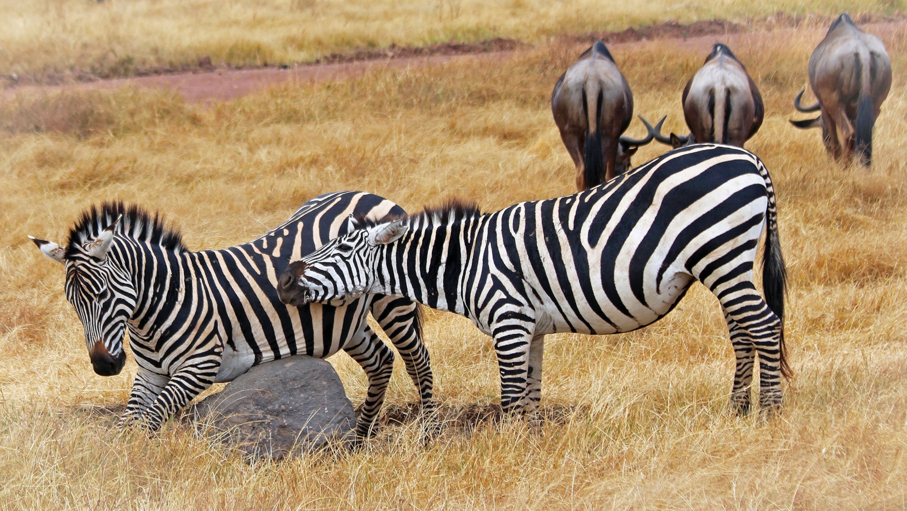 animals scratching