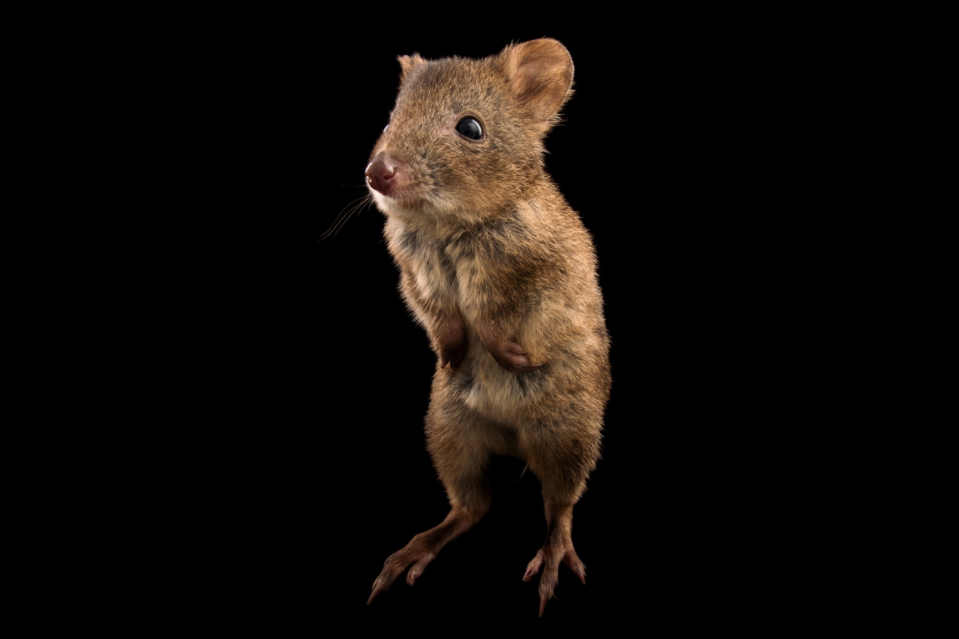 a long nosed potoroo
