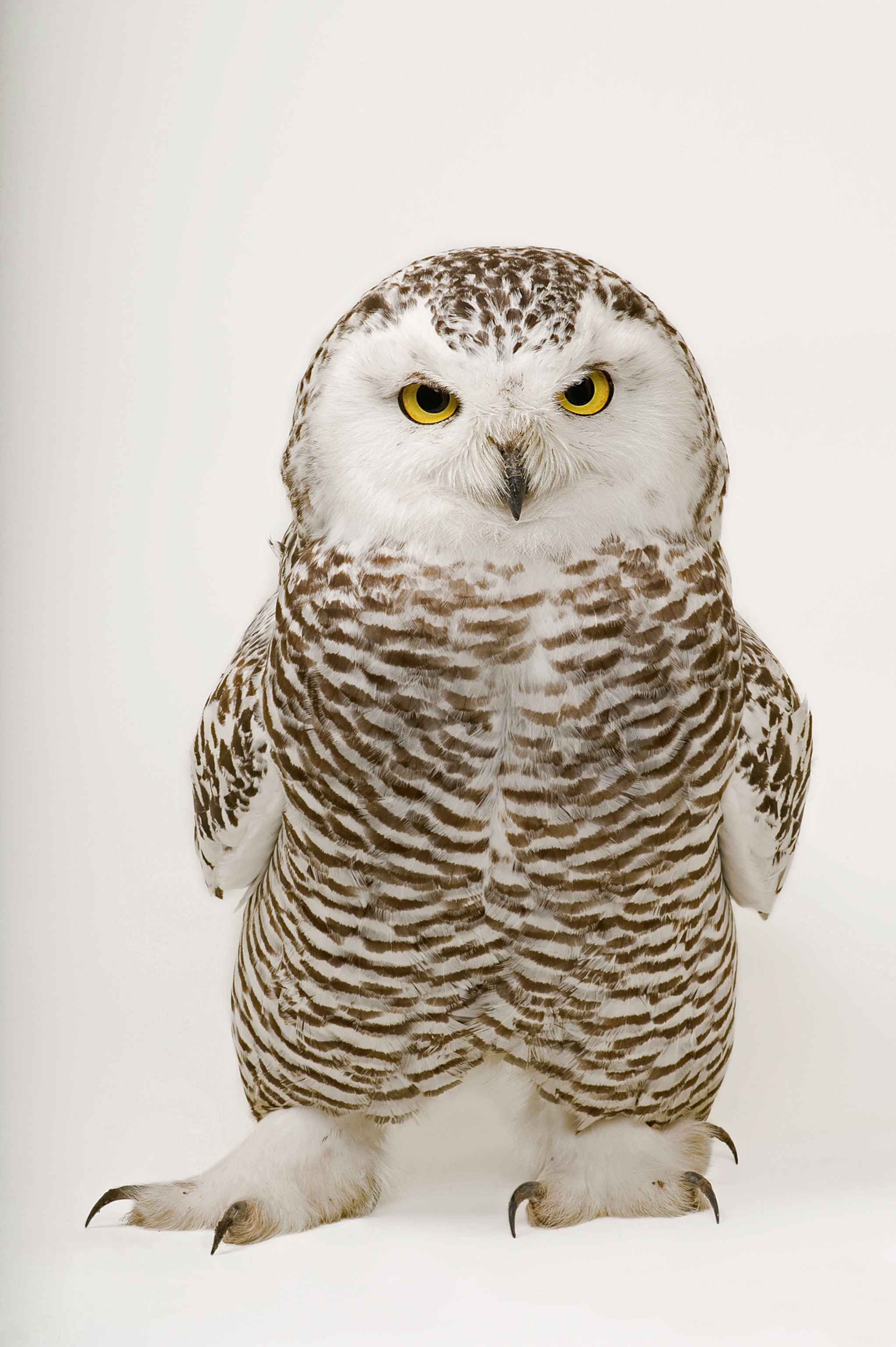 a snowy owl