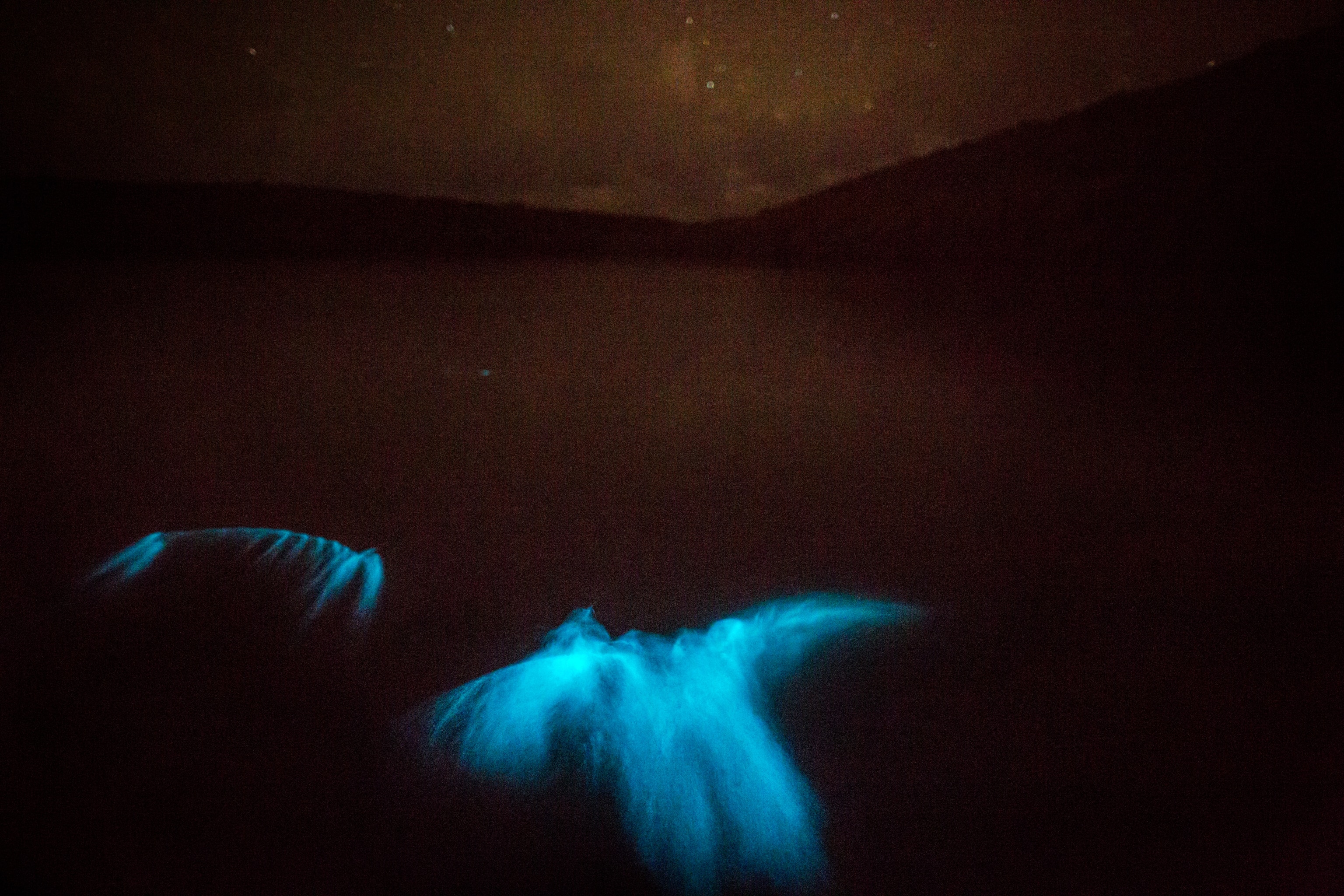 Creatures, mostly fish, near the surface of the water stimulate the bioluminescent dinoflagellates, Pyrodinium bahamense.
