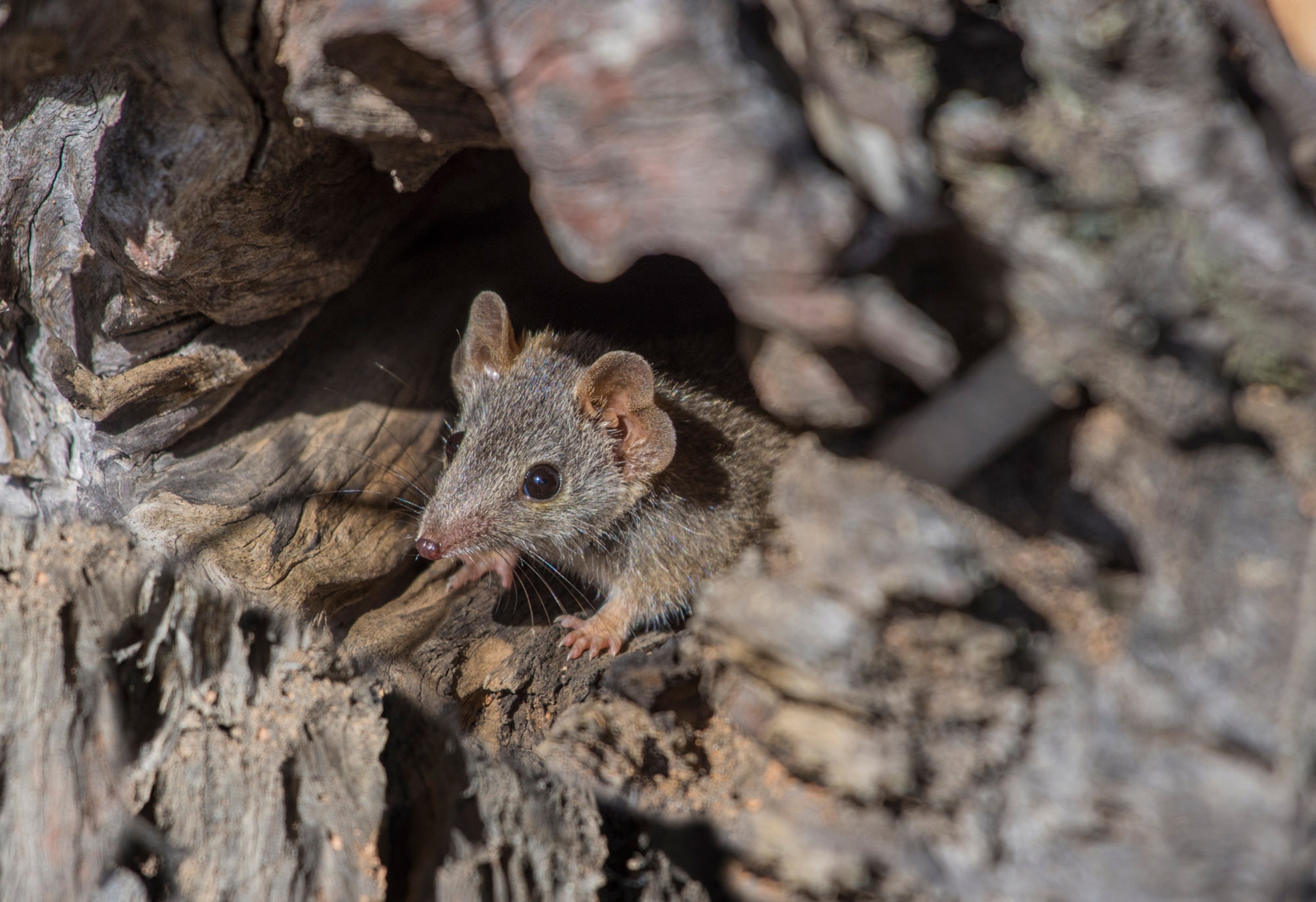 A mouse peaks out from its den.