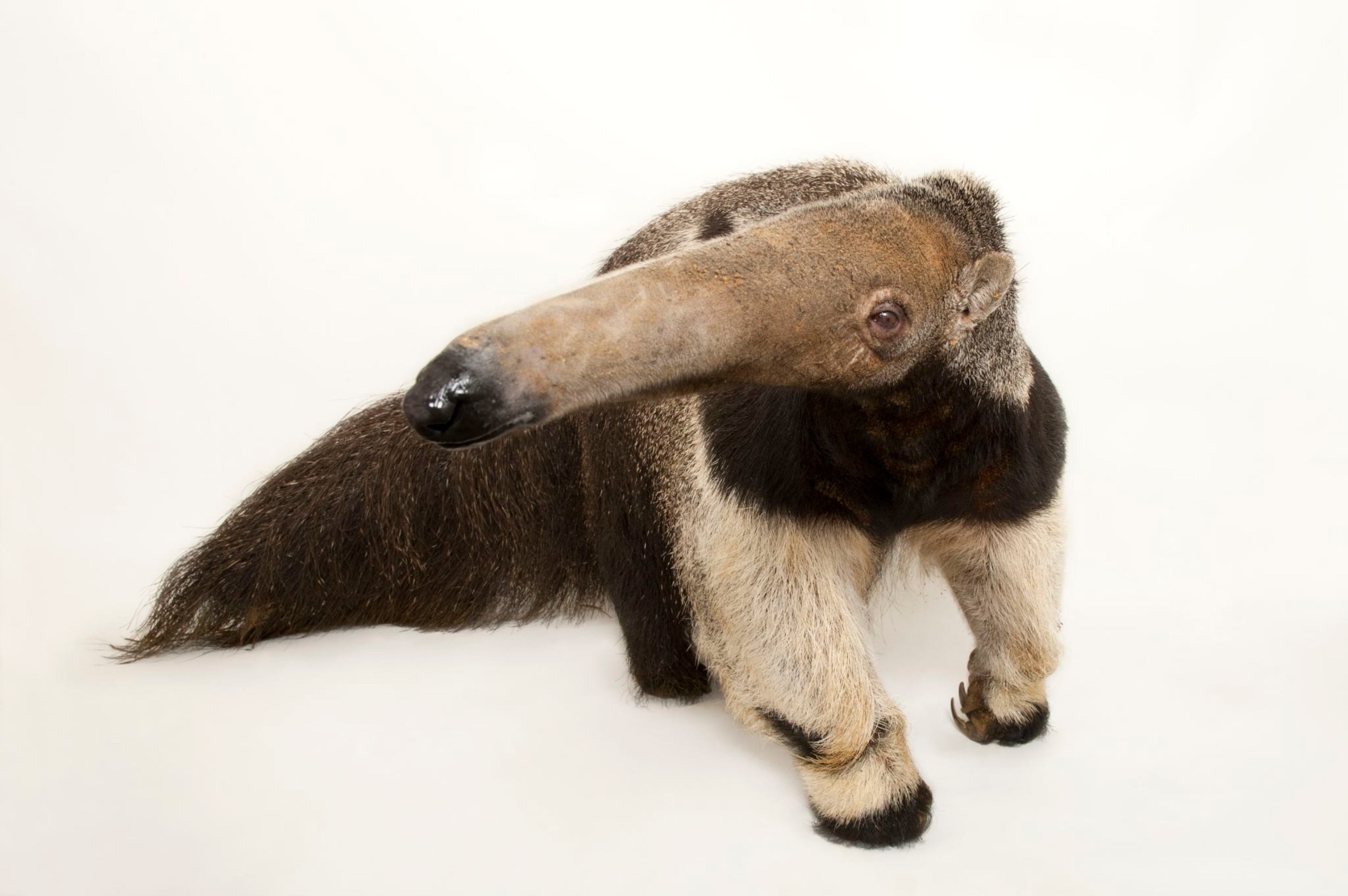 a giant anteater