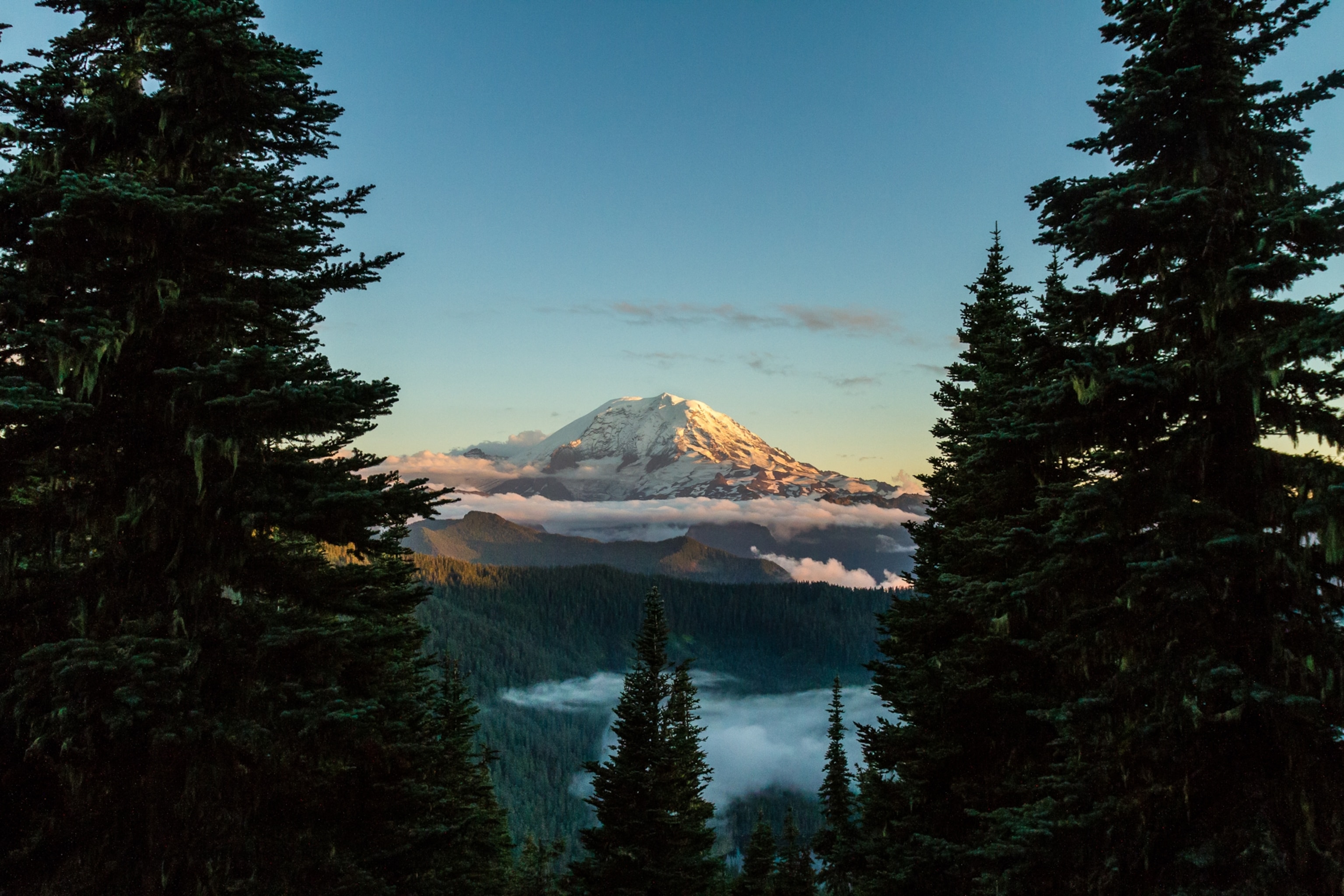 Silhouetted fir trees frame Mount Rainier