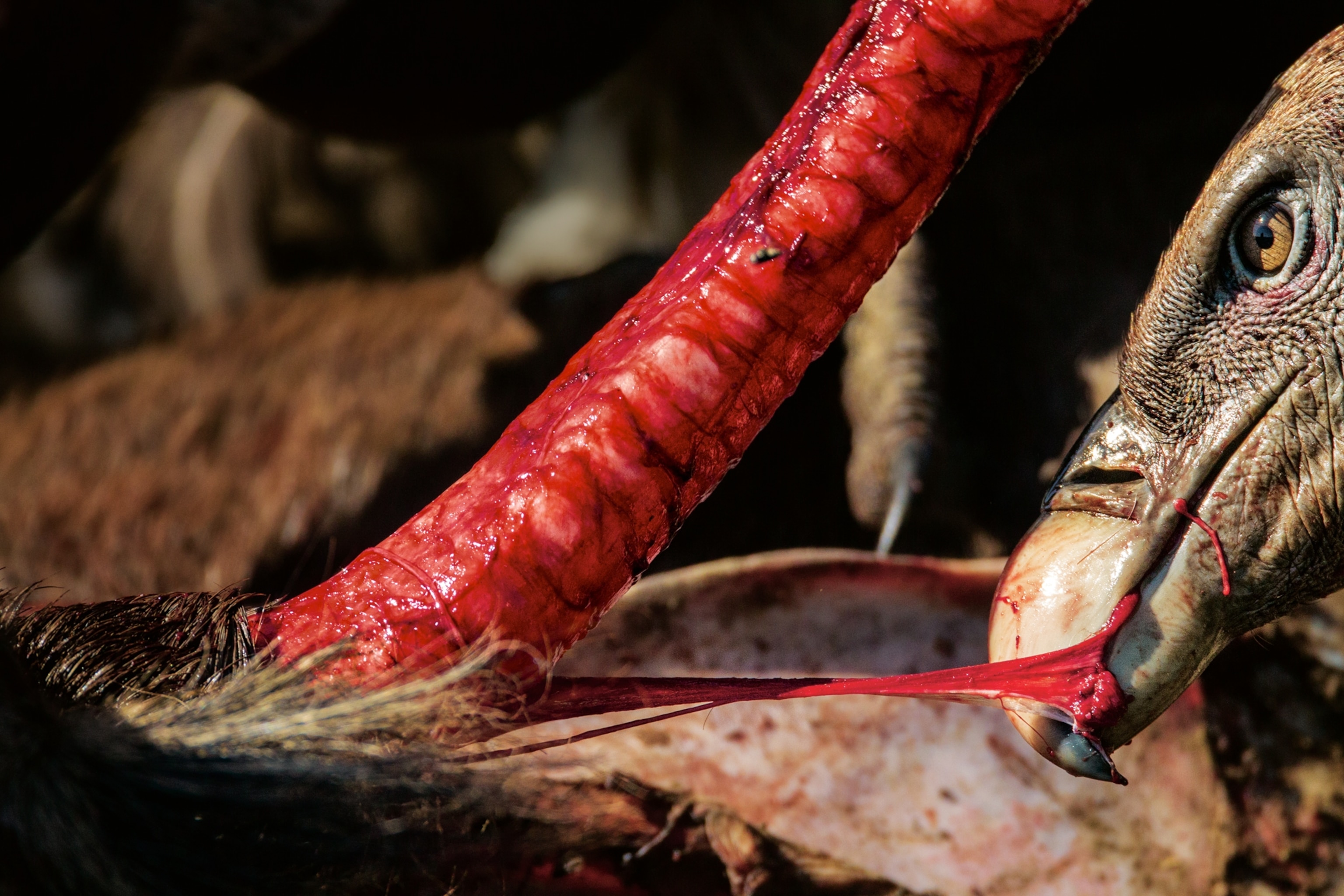 a vulture ripping tissue from a wildebeest trachea