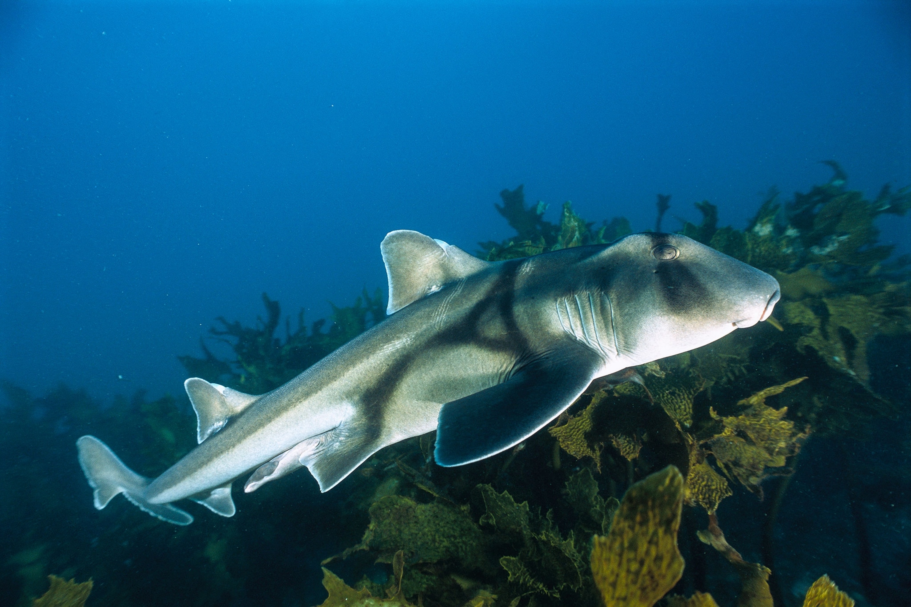a port jackson shark