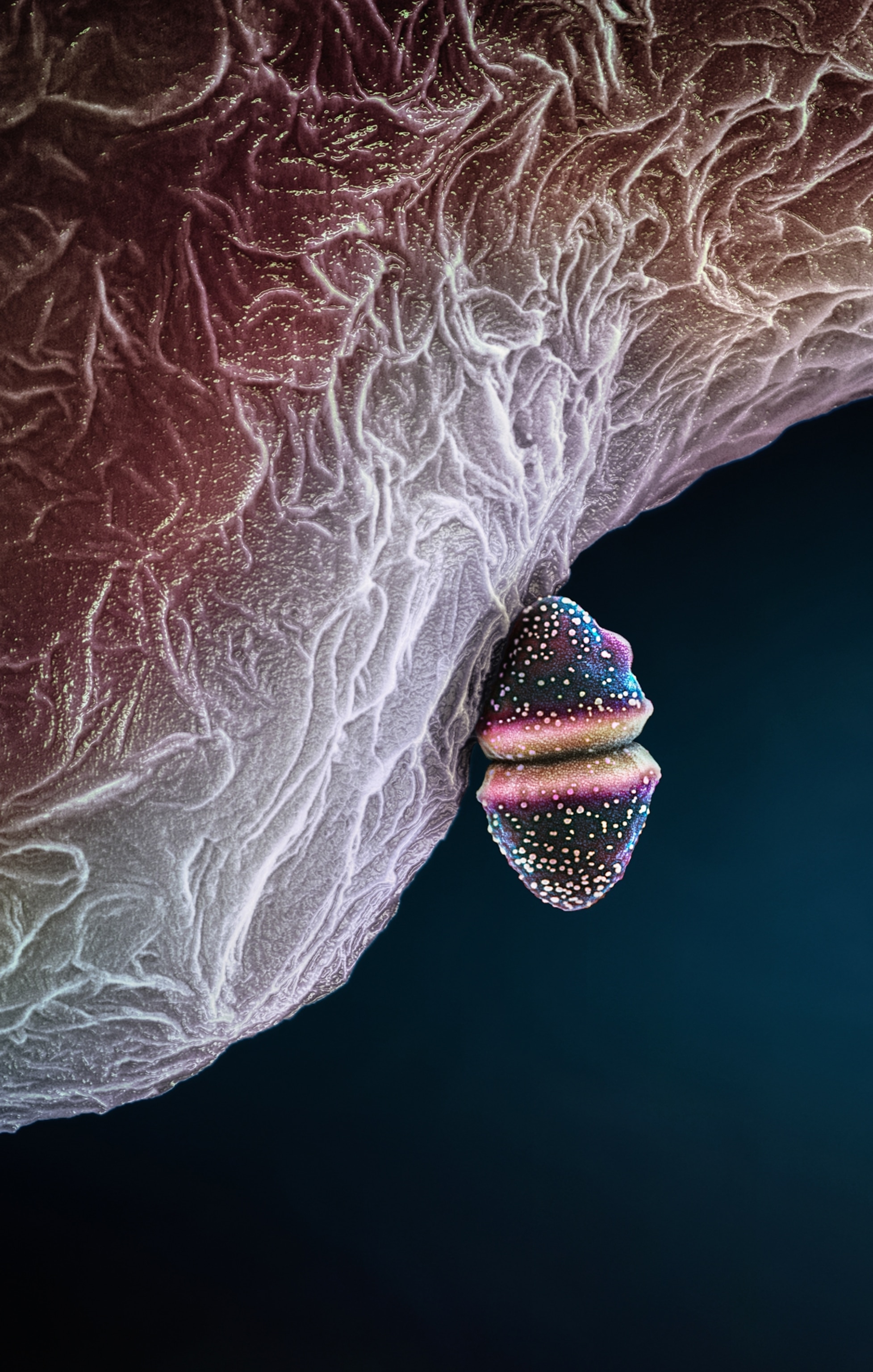 A colorized microscopic view of a Streptococcus pneumoniae bacterium dividing into daughter cells; appearing like two gum drops attached at their bases.