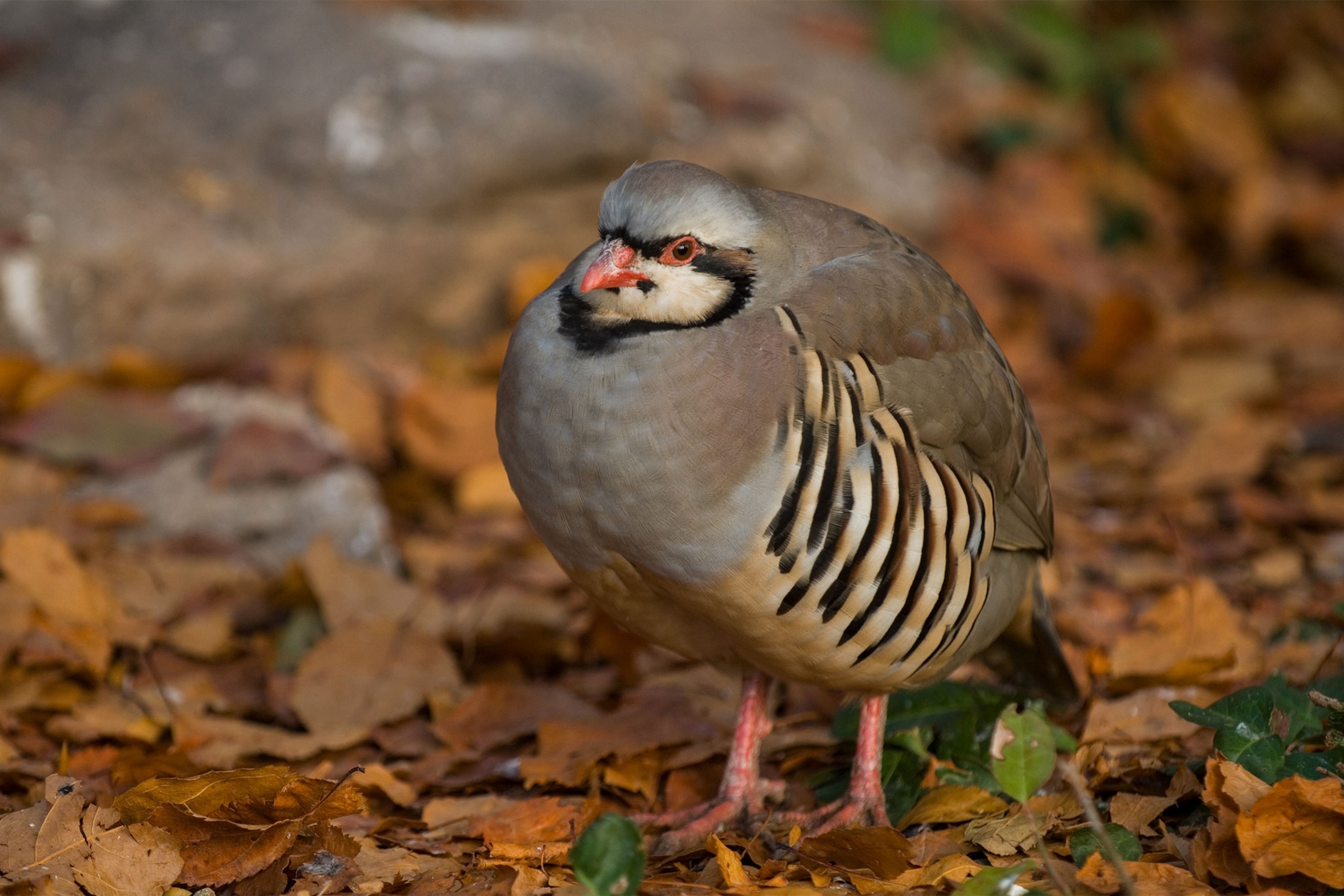 a chukar partridge