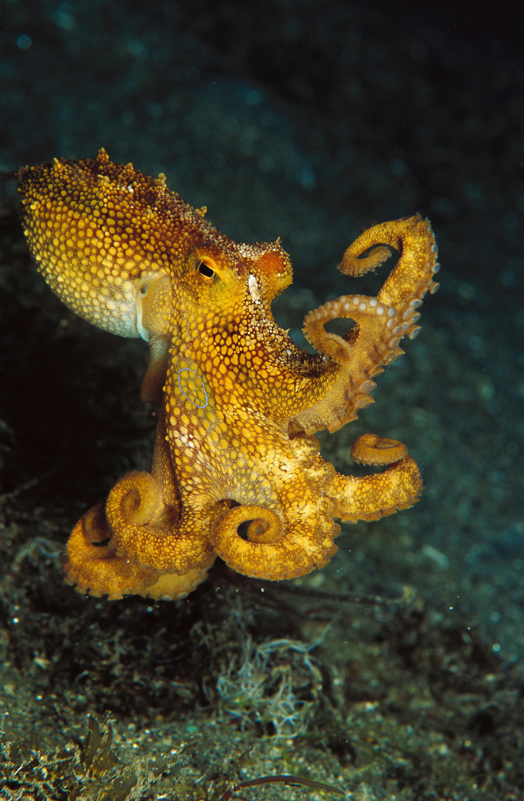 Octopus (Octopus sp) portrait, underwater, New Guinea