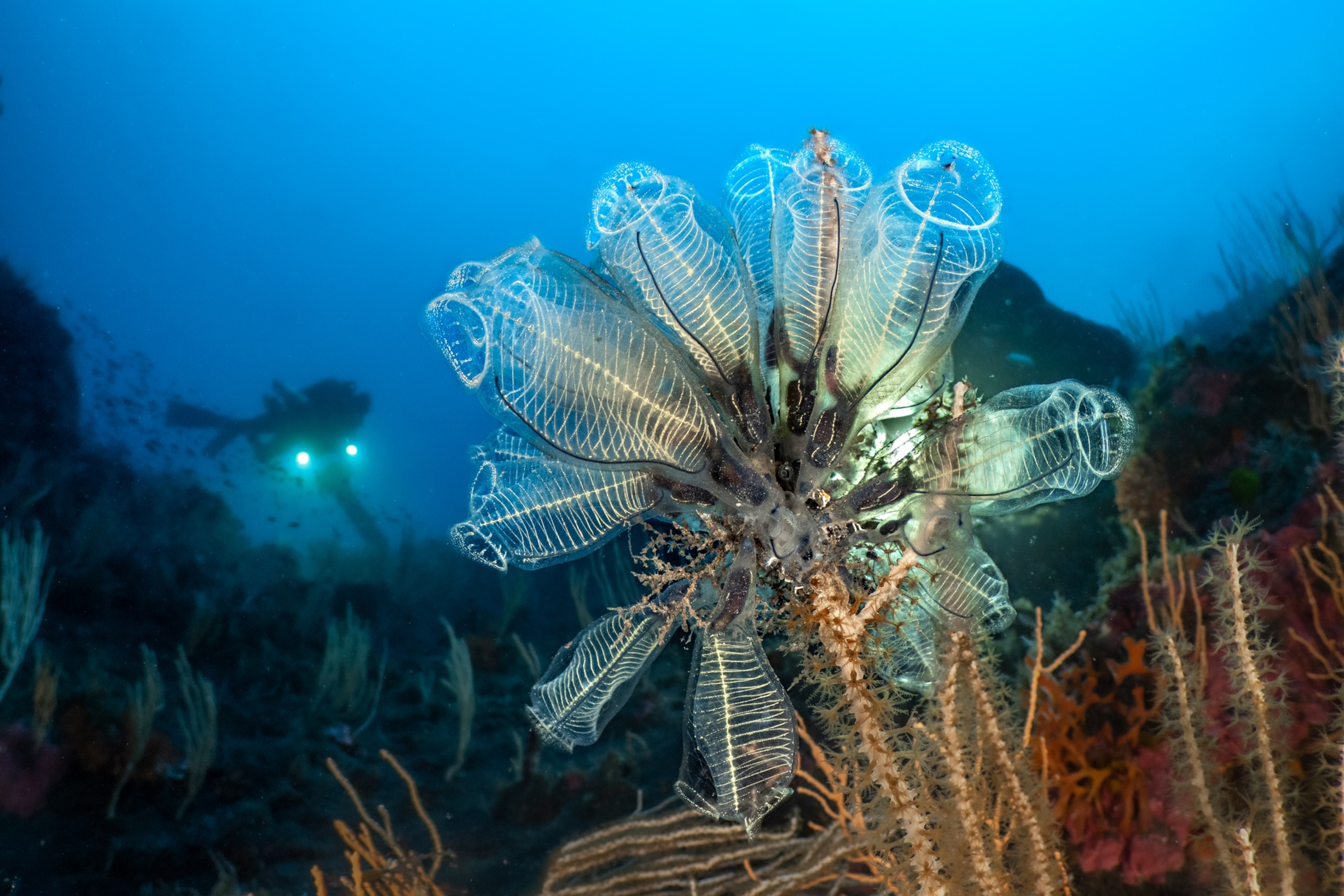 giant invertebrates that shaped like crystal bells