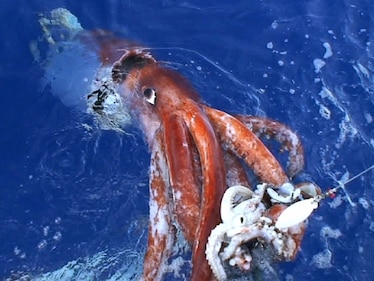 a giant squid