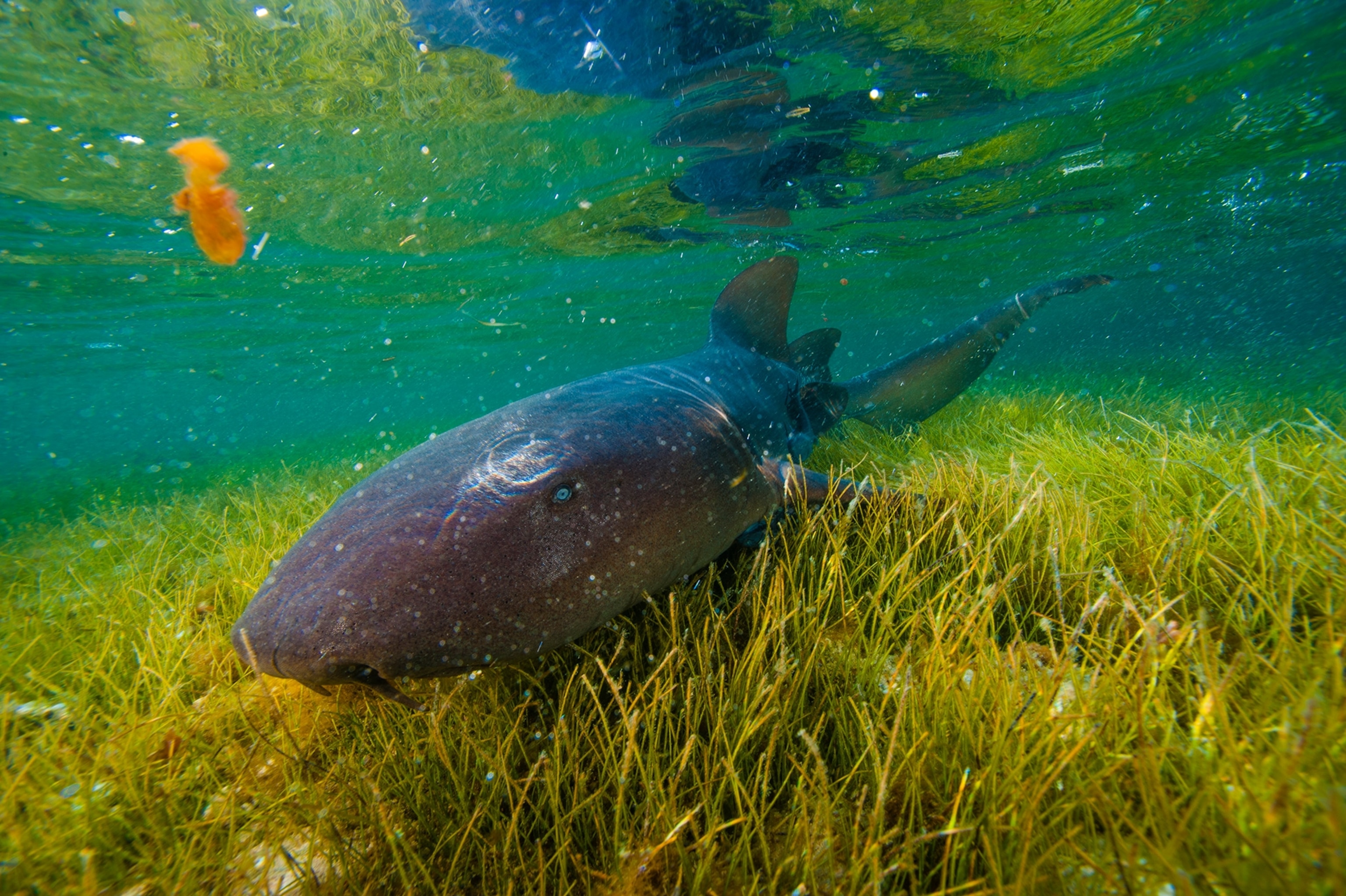 a nurse shark