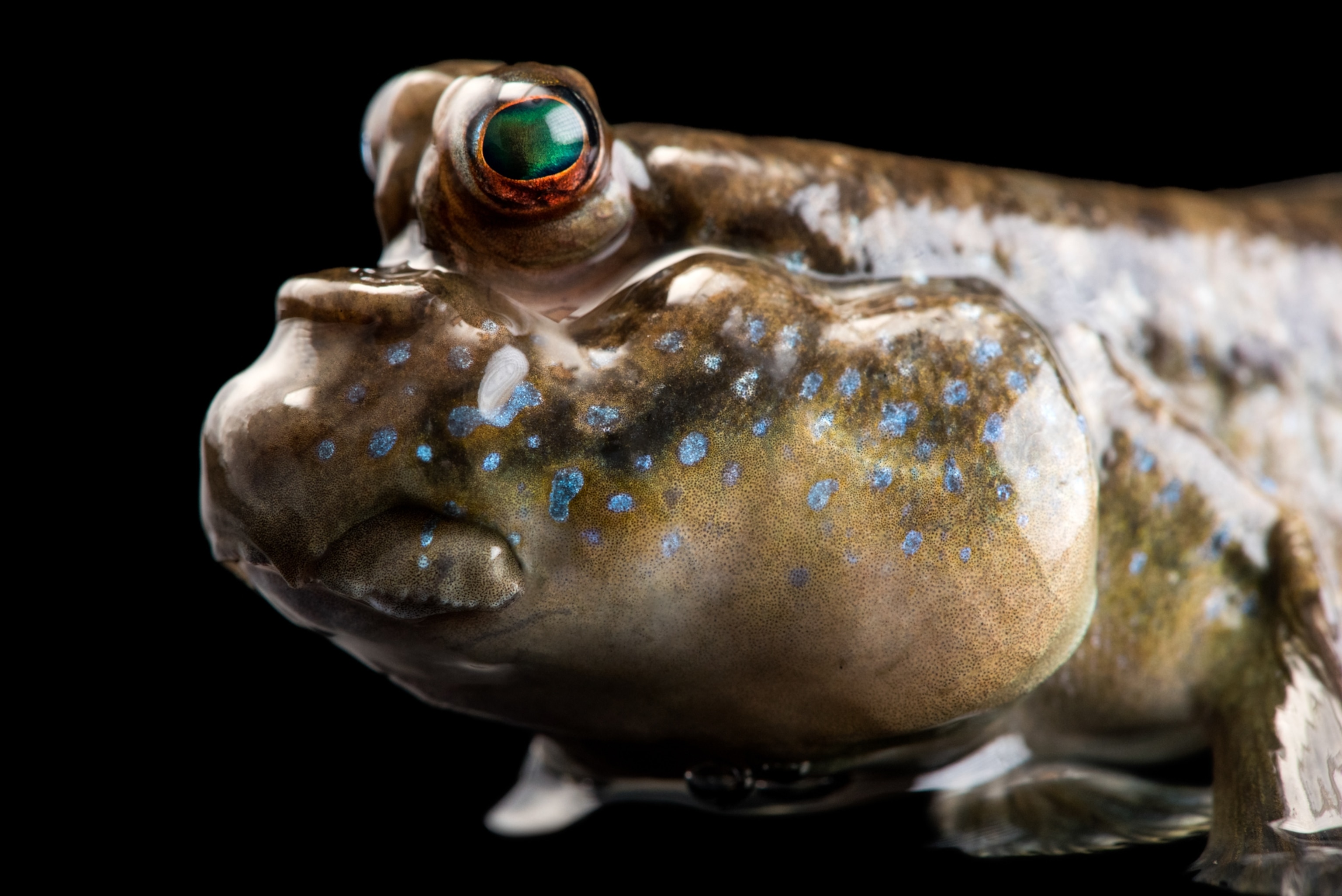 A close-up view of a mudskipper